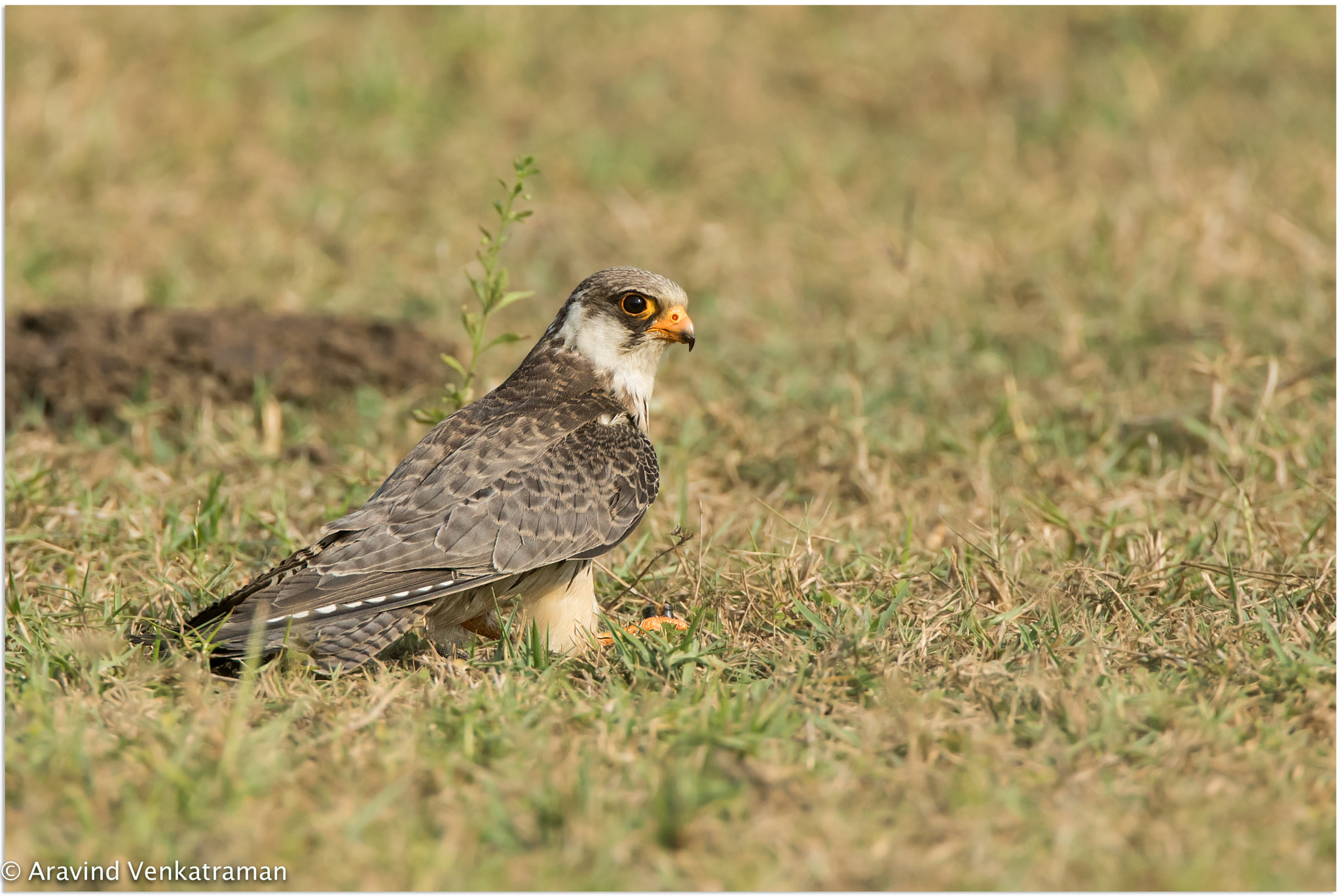 Canon EF 500mm F4L IS USM sample photo. Amur falcon photography