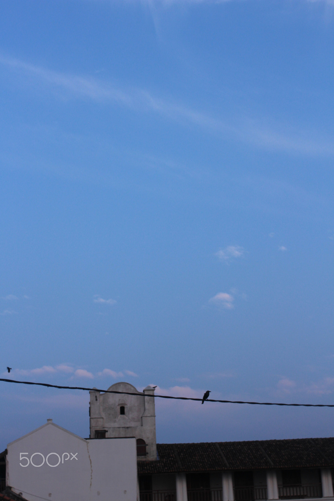 Canon EOS 100D (EOS Rebel SL1 / EOS Kiss X7) + Canon EF 40mm F2.8 STM sample photo. Bird on the wire photography
