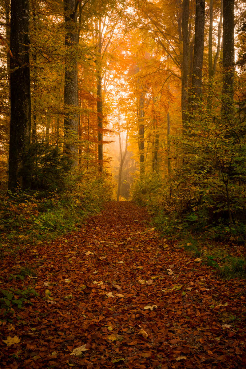 Canon EOS 70D + Canon EF 24mm f/1.4L sample photo. Colors of autumn photography