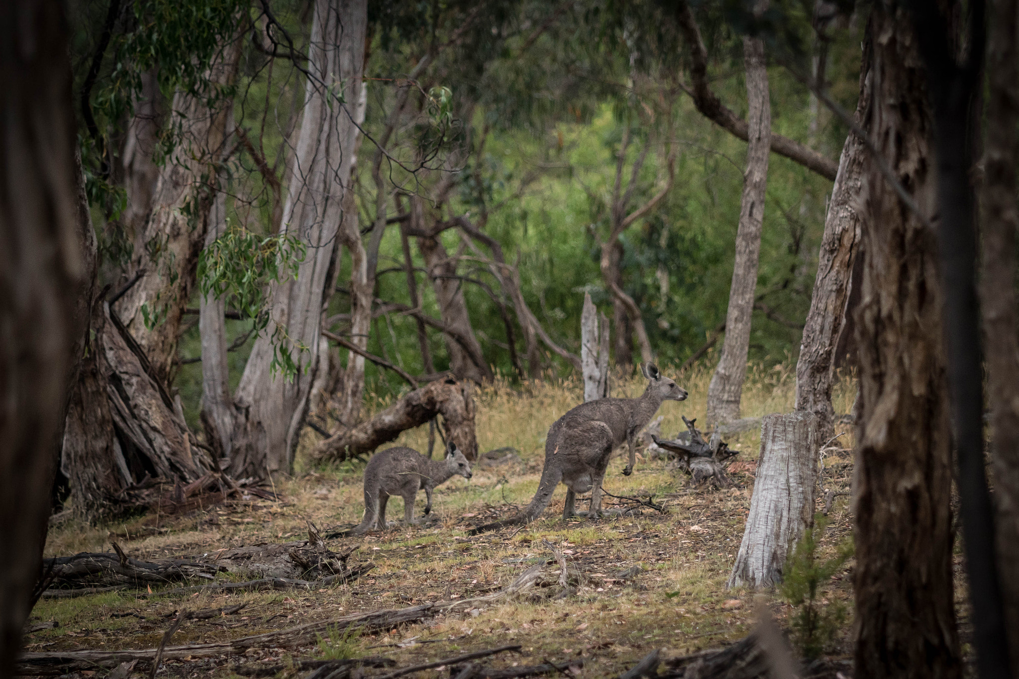 Sony ILCA-77M2 + Minolta/Sony AF 70-200mm F2.8 G sample photo. Kangaroos - currawong photography