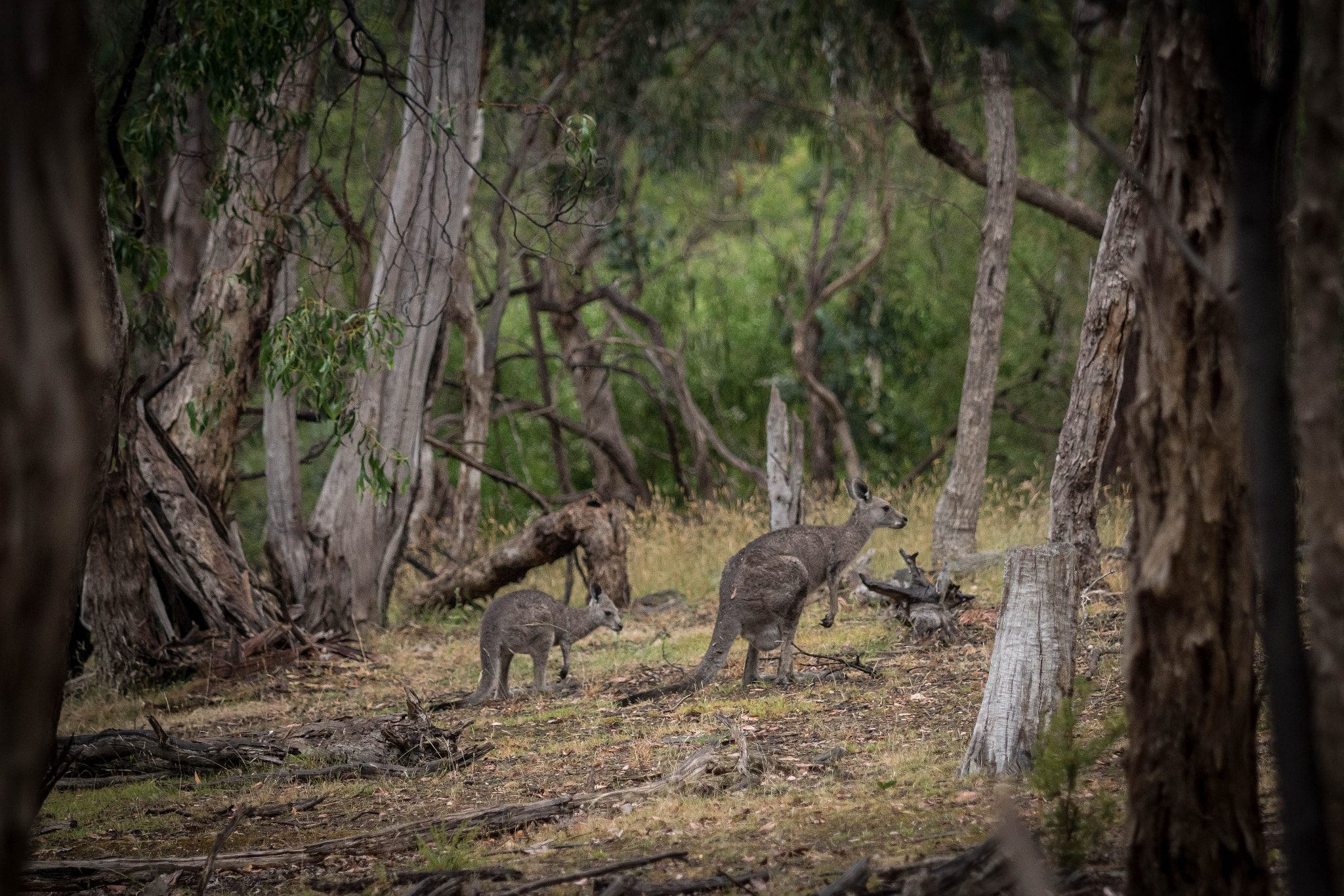 Sony ILCA-77M2 sample photo. Kangaroos - currawong photography