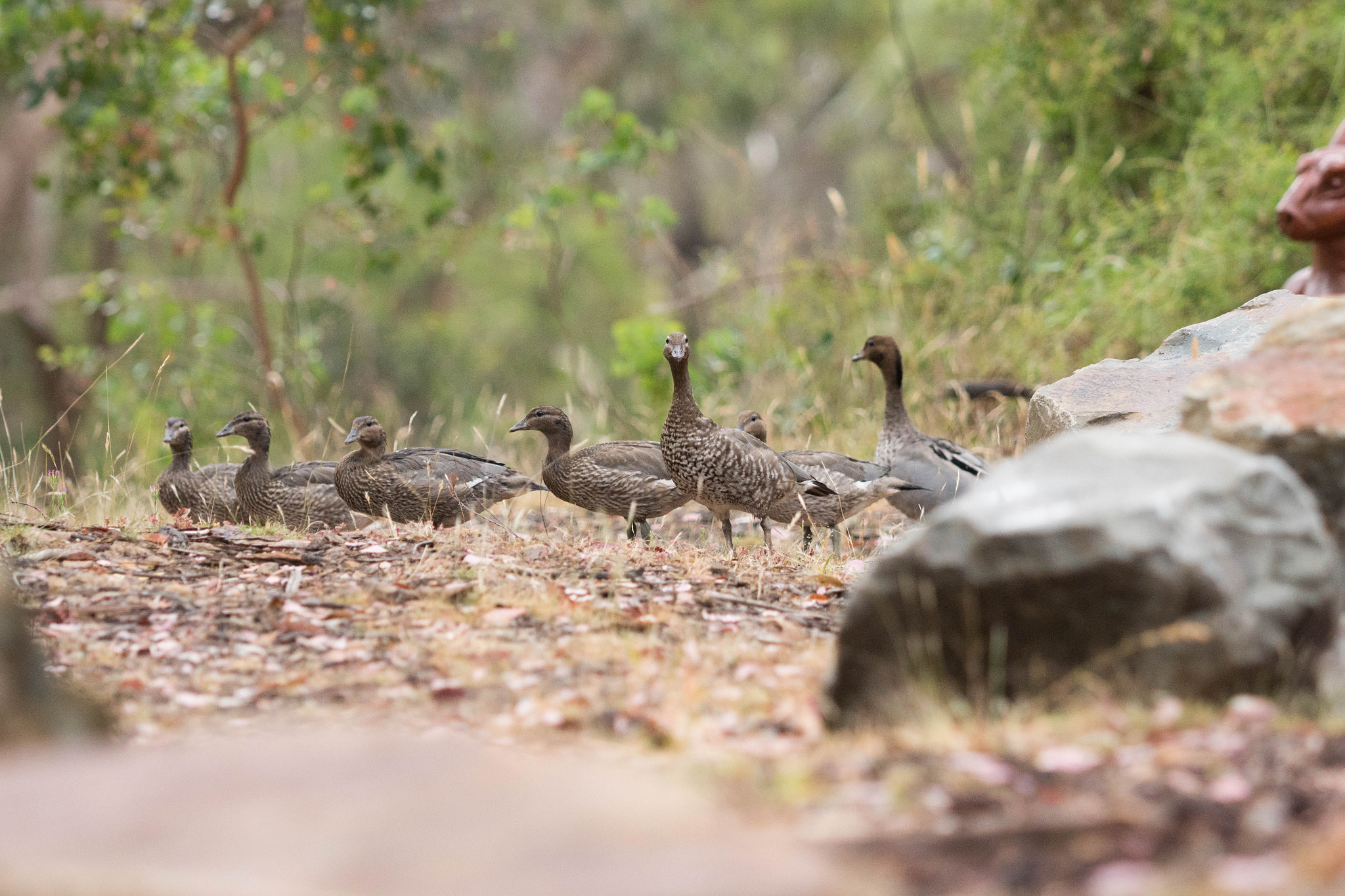 Sony ILCA-77M2 + Minolta/Sony AF 70-200mm F2.8 G sample photo. Ducks in a row photography