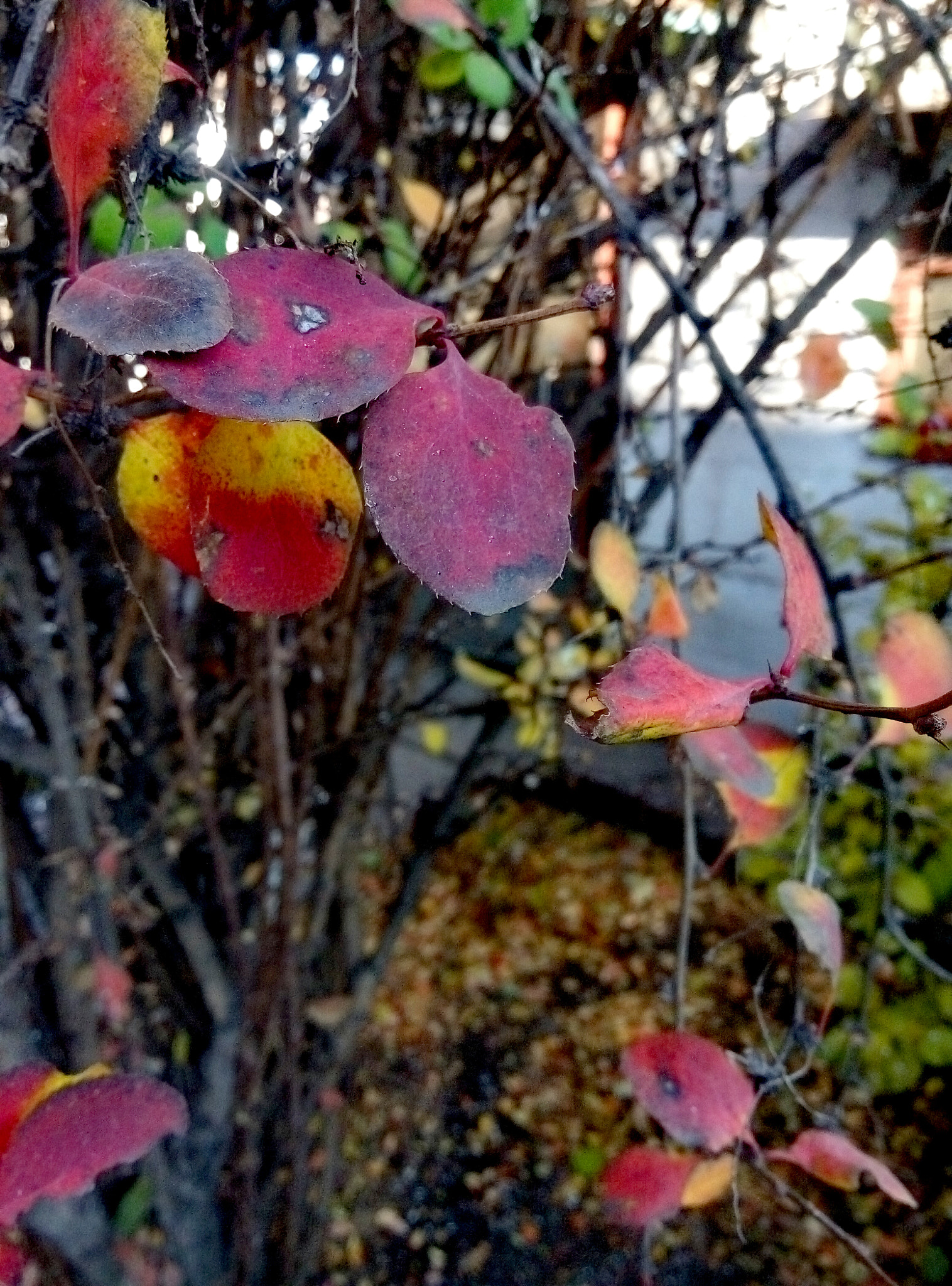 Meizu m2 sample photo