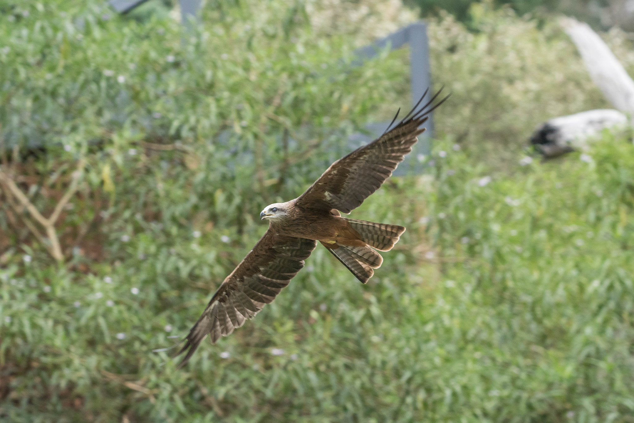 Sony ILCA-77M2 sample photo. Healesville bird show - kite photography