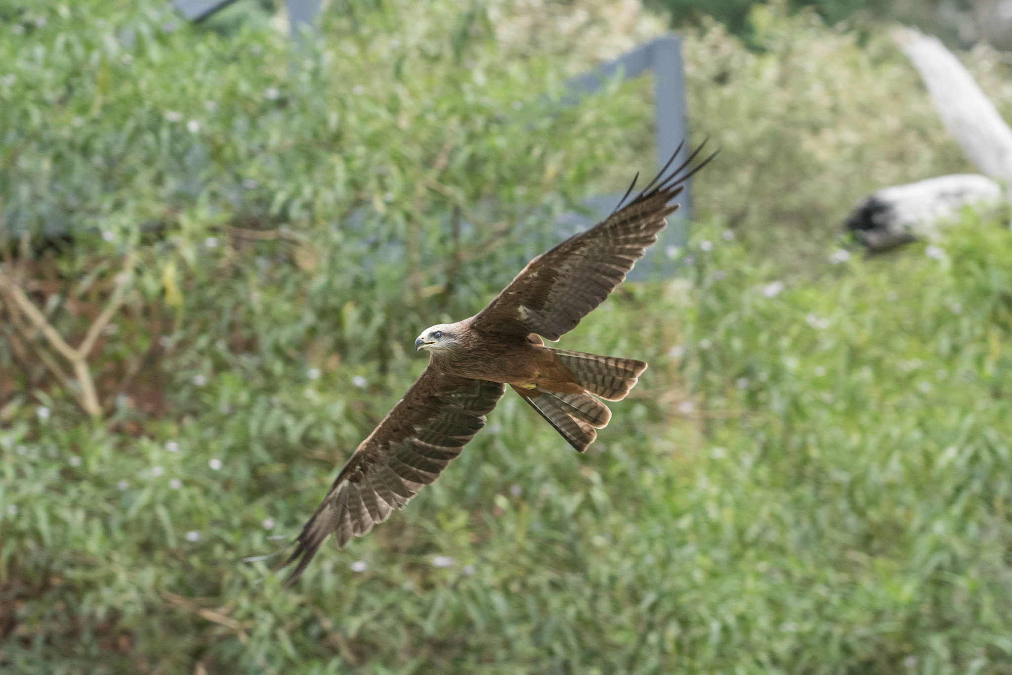 Minolta/Sony AF 70-200mm F2.8 G sample photo. Healesville bird show - kite photography
