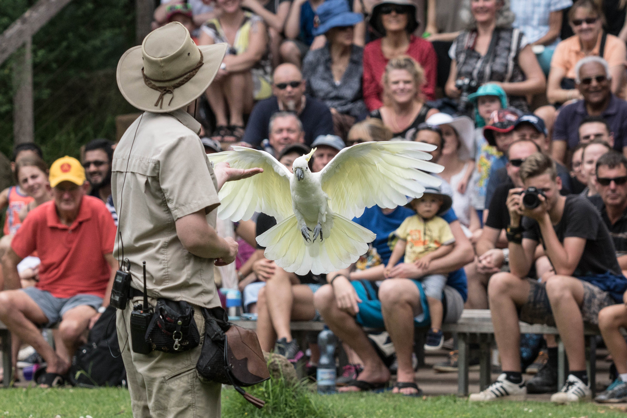 Sony ILCA-77M2 sample photo. Healesville bird show - cockatoo photography