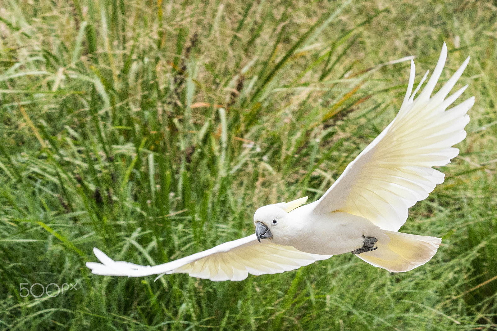 Sony ILCA-77M2 + Minolta/Sony AF 70-200mm F2.8 G sample photo. Cockatoo in flight photography