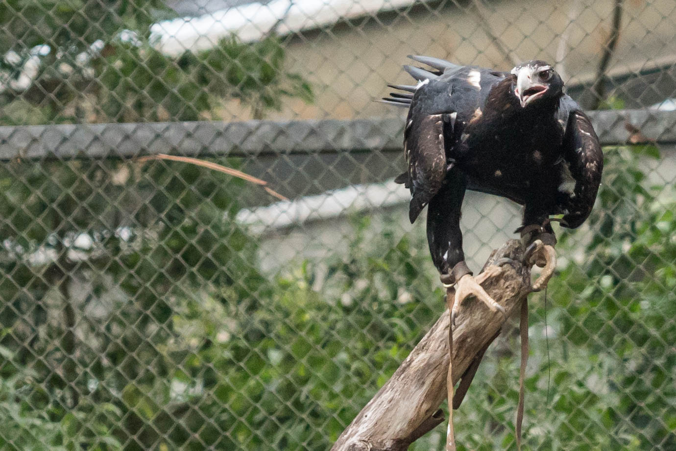 Sony ILCA-77M2 sample photo. Wedge tailed eagle photography