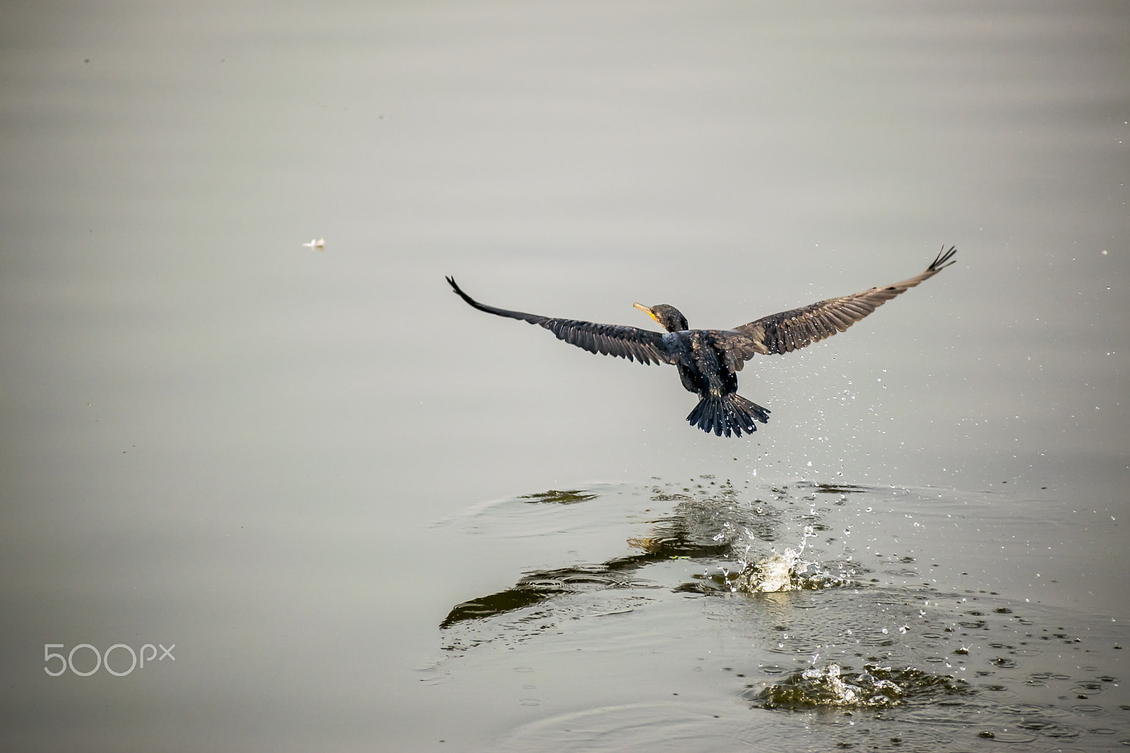 Nikon D3300 sample photo. Ran over the water photography