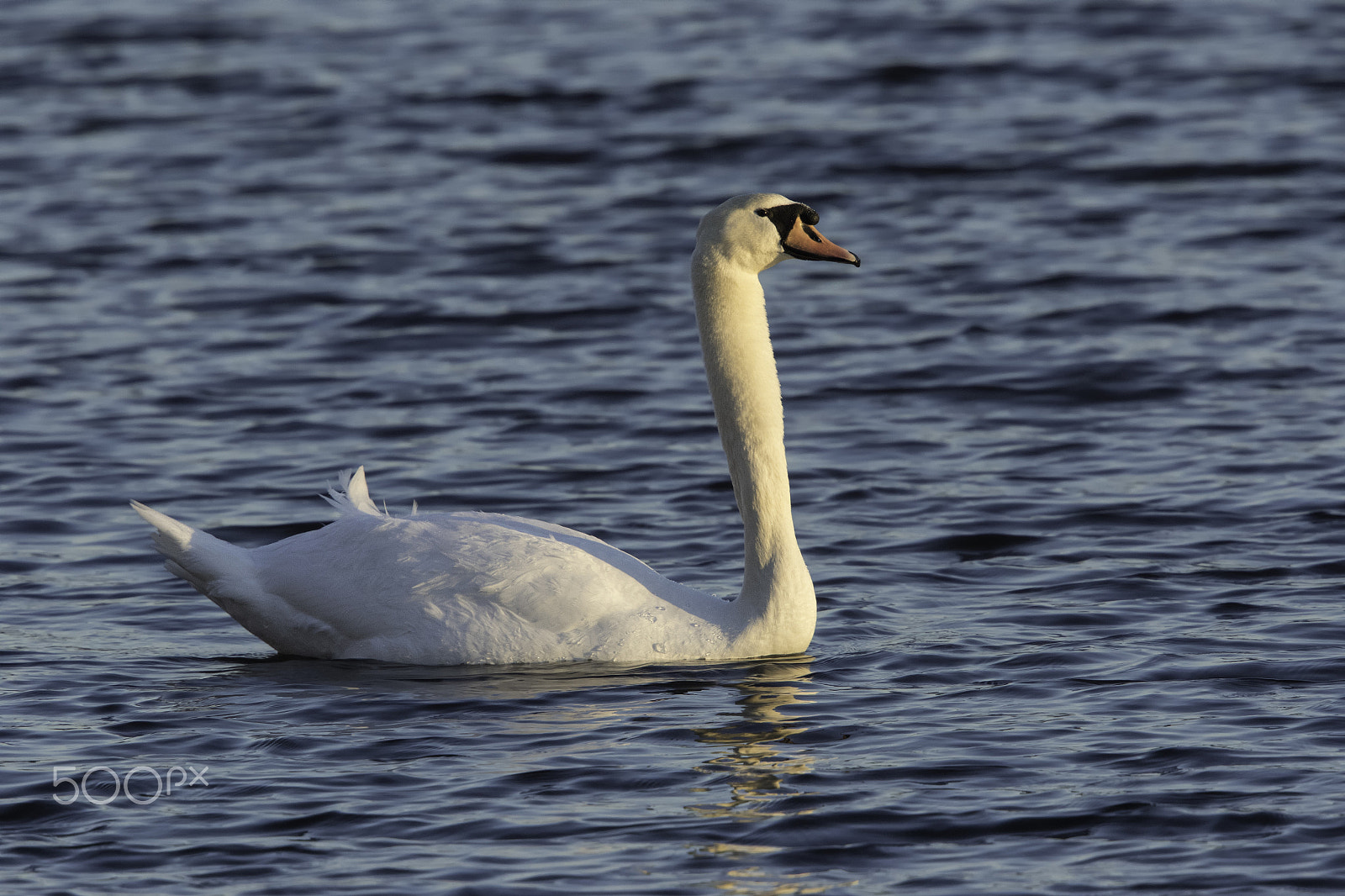 Canon EOS 7D Mark II sample photo. Mute swan photography