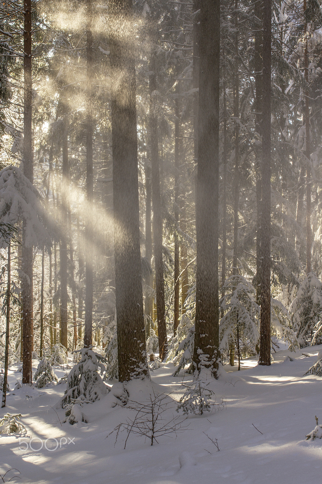 Canon EOS 7D + Sigma 35mm F1.4 DG HSM Art sample photo. Sunlight in the winter woods photography