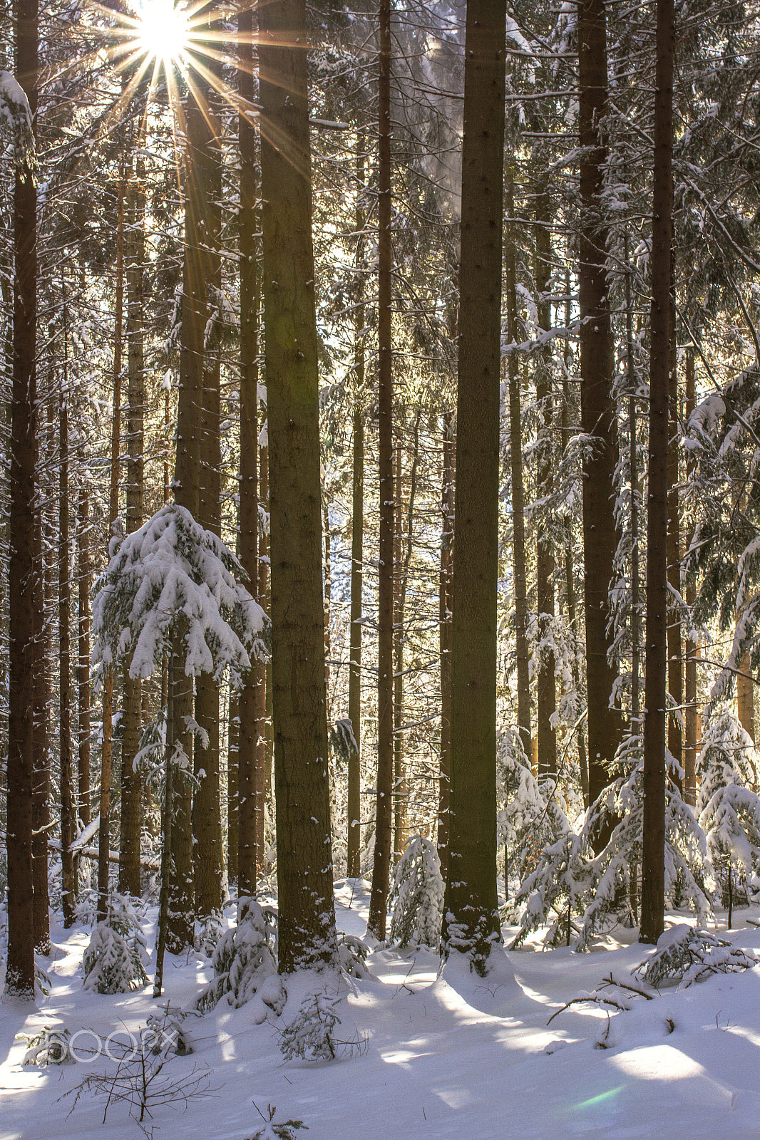 Canon EOS 7D + Sigma 35mm F1.4 DG HSM Art sample photo. Sunlight in the winter woods photography