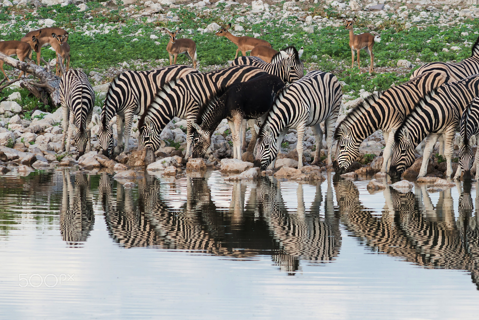 Nikon D800 + AF Nikkor 300mm f/4 IF-ED sample photo. The black zebra photography