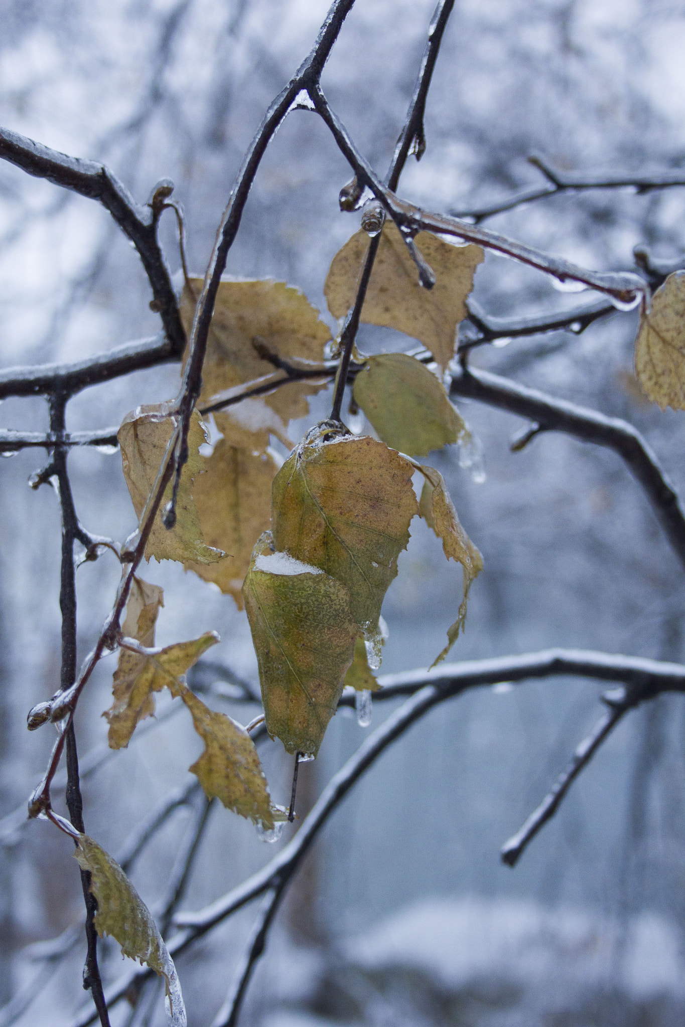 Canon EF-S 18-55mm F3.5-5.6 II sample photo. A bit of autumn photography