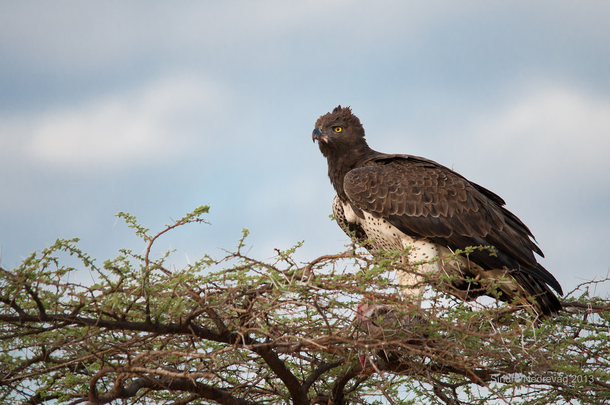 Sigma 150-500mm F5-6.3 DG OS HSM sample photo. The martial eagle in samburu photography