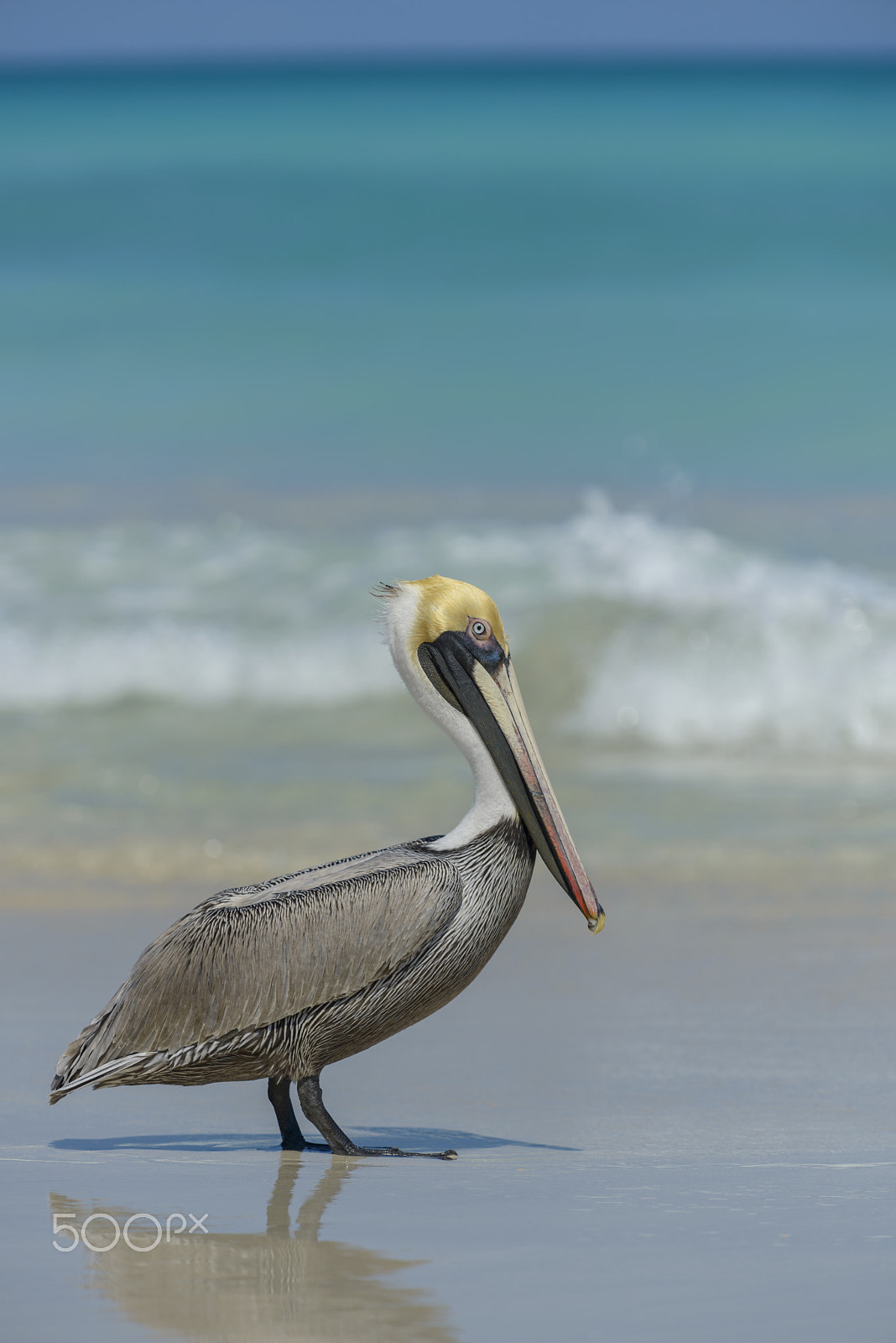 Nikon D800E sample photo. Braunpelikan, pelecanus occidentalis, brown pelikan photography