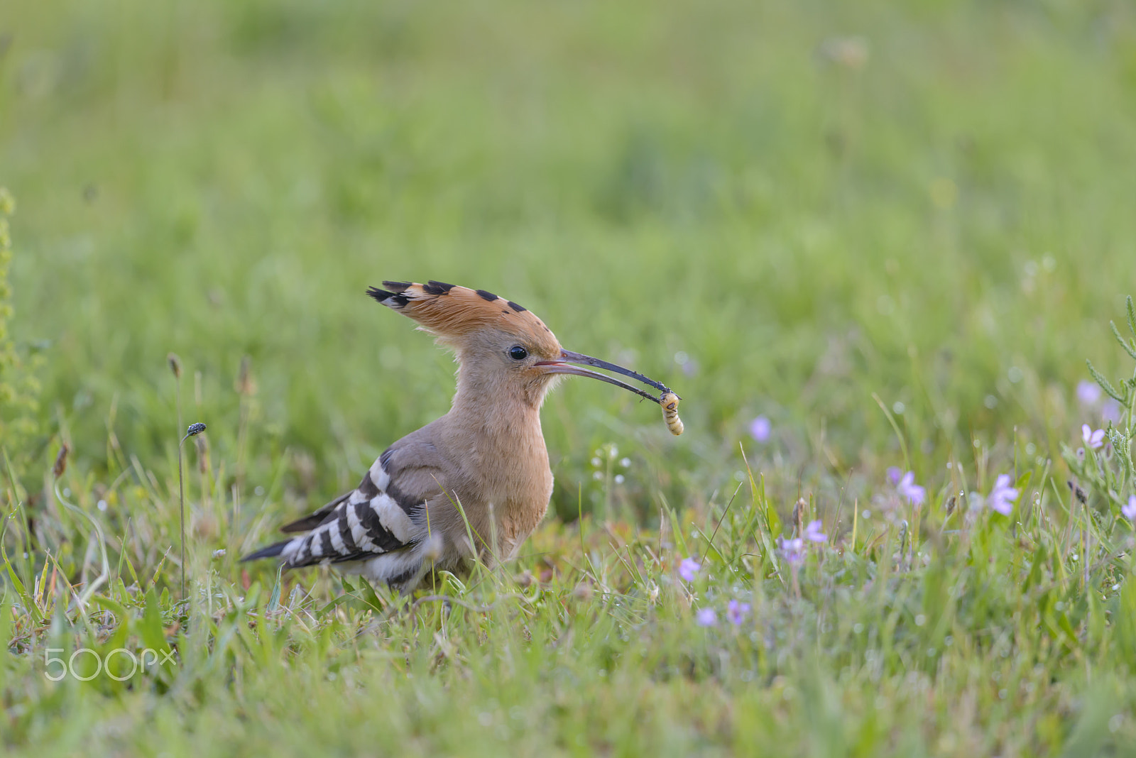 Nikon D800E + Nikon AF-S Nikkor 500mm F4G ED VR sample photo. Wiedehopf, upupa epops, hoopoe photography