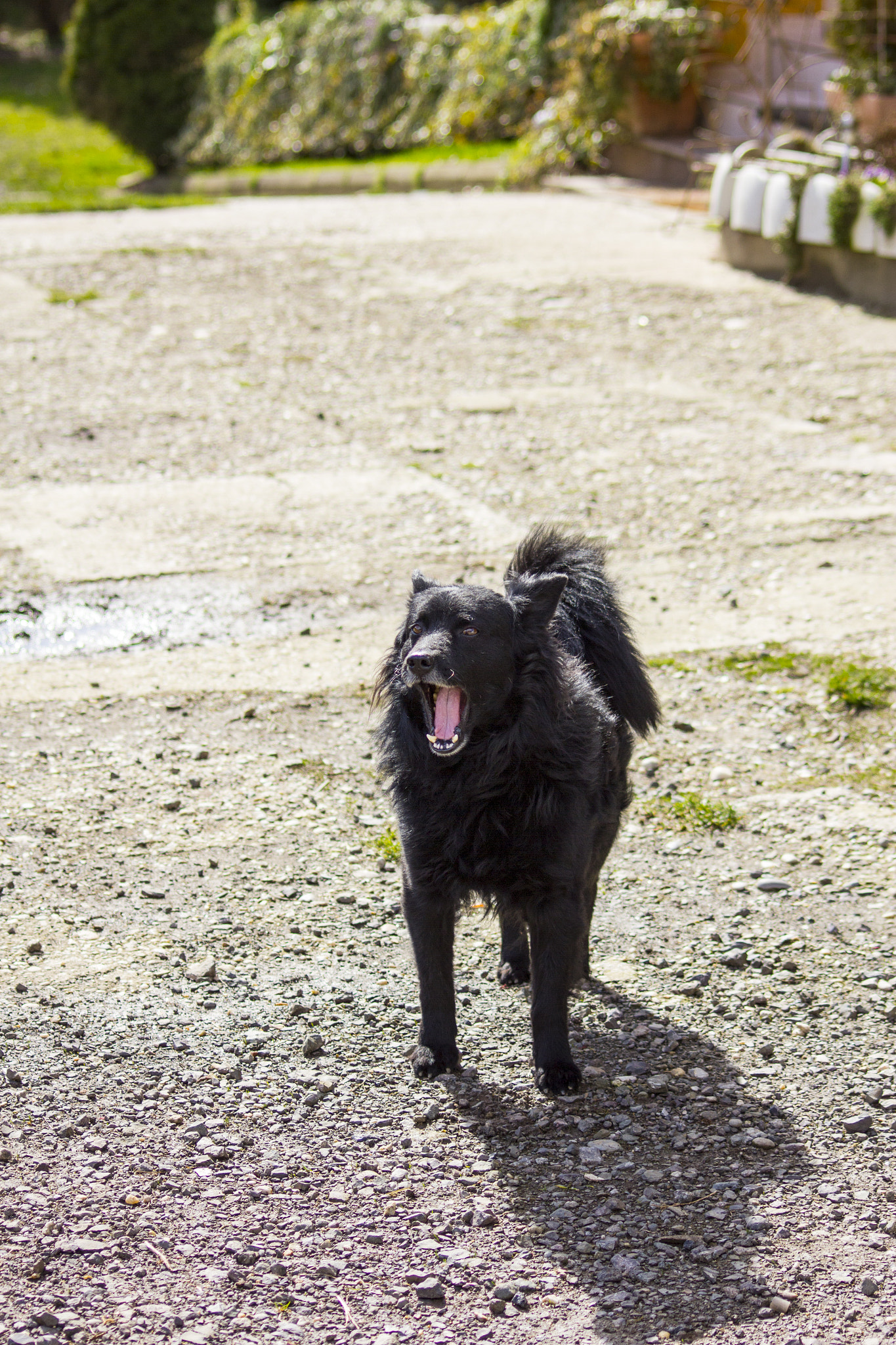 Sigma 70-300mm F4-5.6 APO DG Macro sample photo. Jaw-dog wtf.. photography