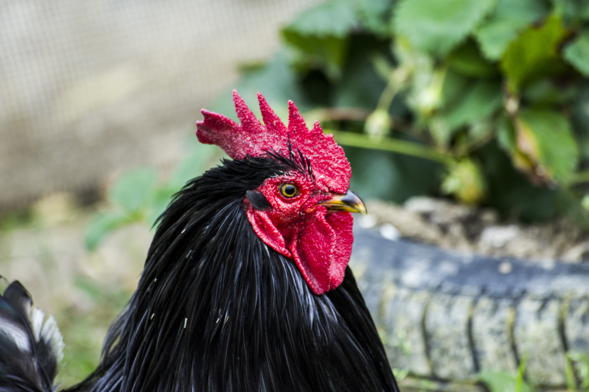 Sigma 70-300mm F4-5.6 APO DG Macro sample photo. Rooster photography