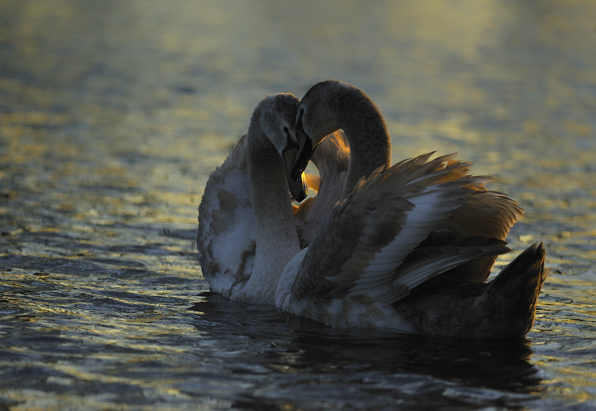 Nikon D700 sample photo. Swans in love. photography