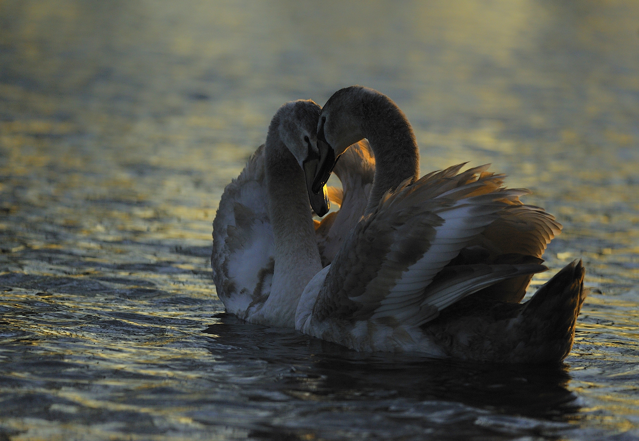 Nikon D700 + Nikon AF-S Nikkor 300mm F4D ED-IF sample photo. Swans in love. photography