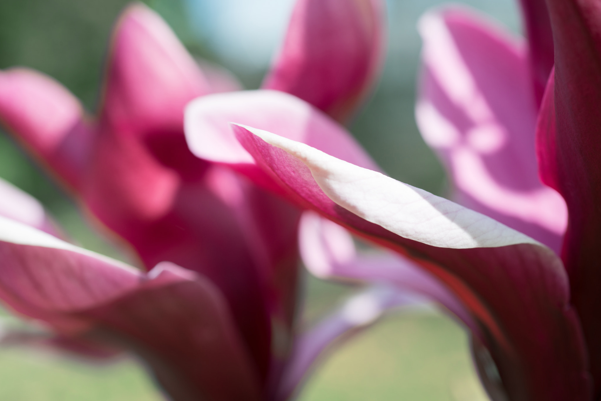 Nikon D800 sample photo. Magnolia flowers photography