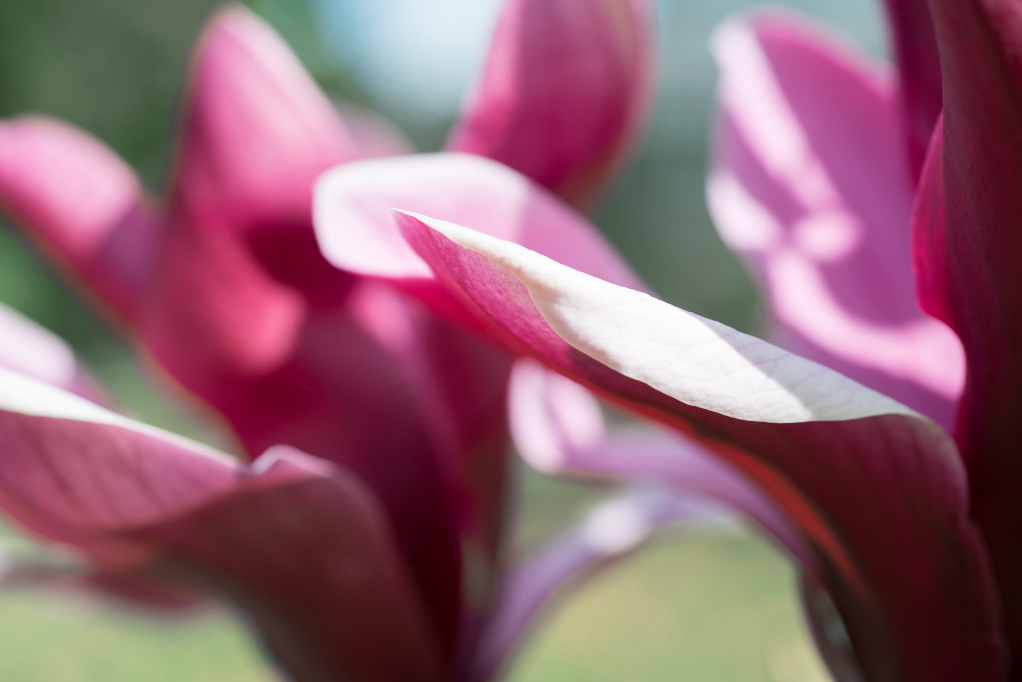 Nikon AF Micro-Nikkor 60mm F2.8D sample photo. Magnolia flowers photography