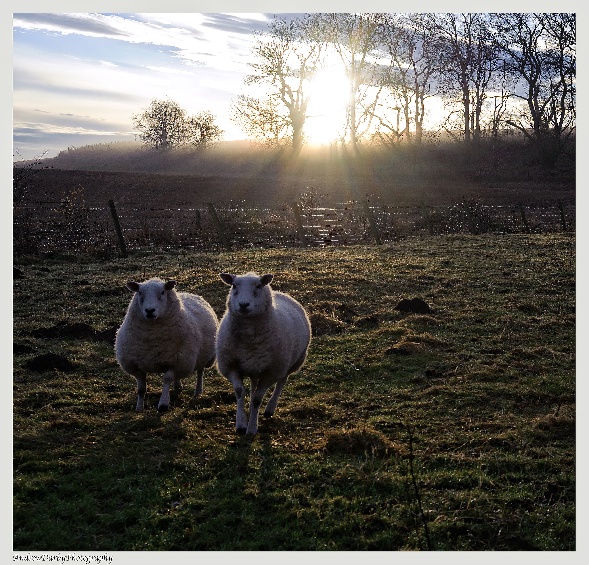 Nikon D3 sample photo. Morning sheep photography
