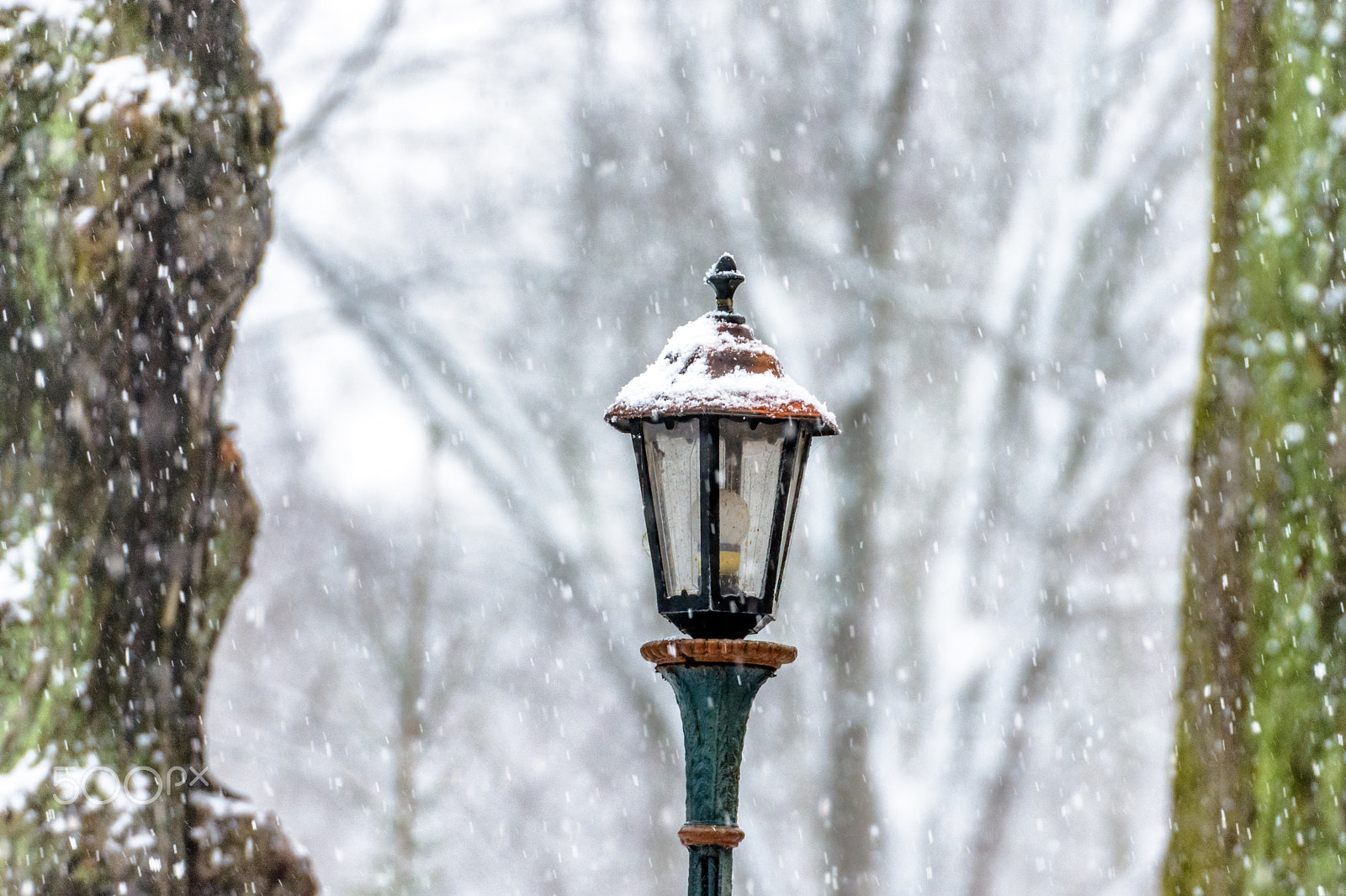 Sigma 50-500mm F4.5-6.3 DG OS HSM sample photo. Let there be snow photography