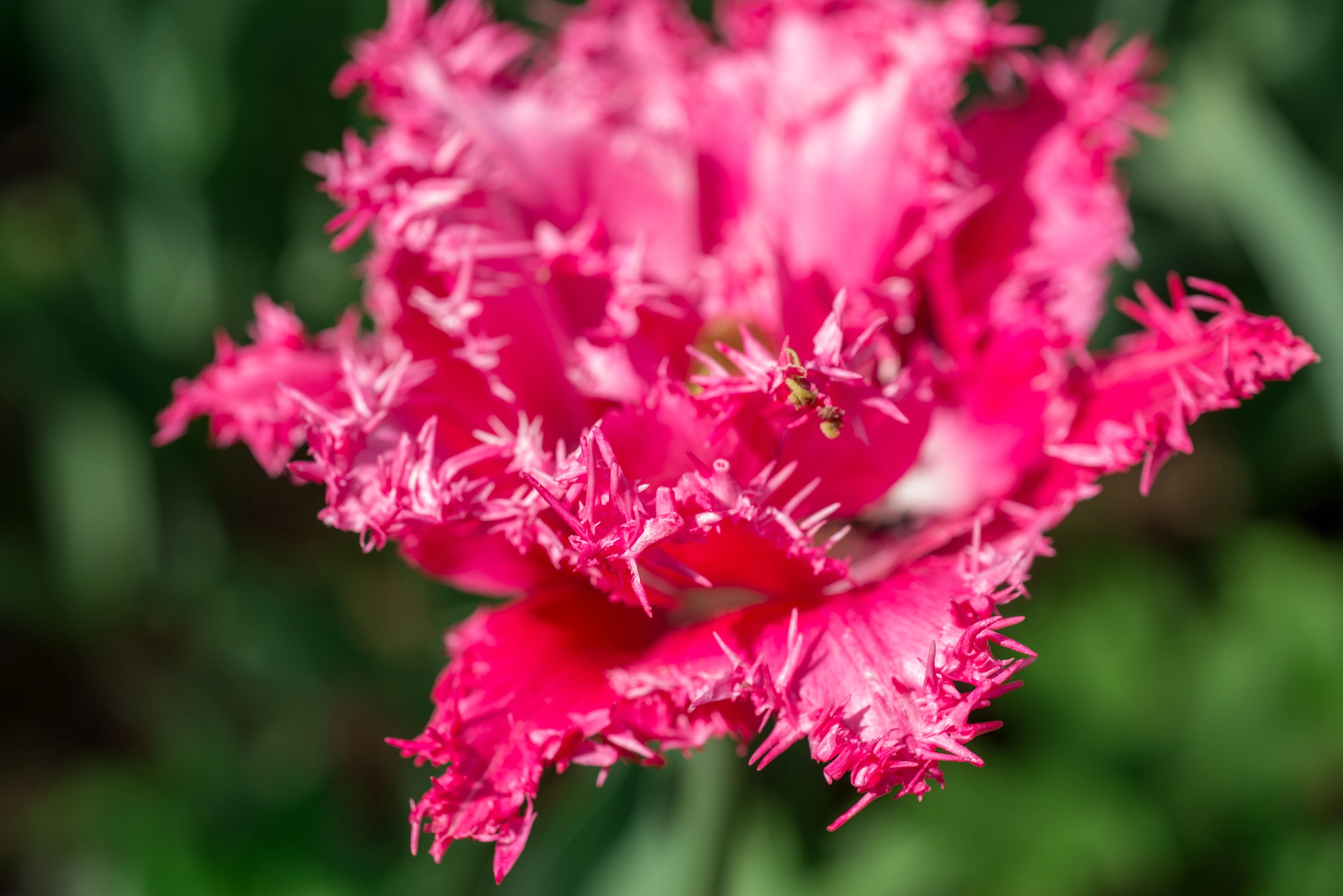Nikon D800 + Nikon AF Micro-Nikkor 60mm F2.8D sample photo. Flower pink tulip photography