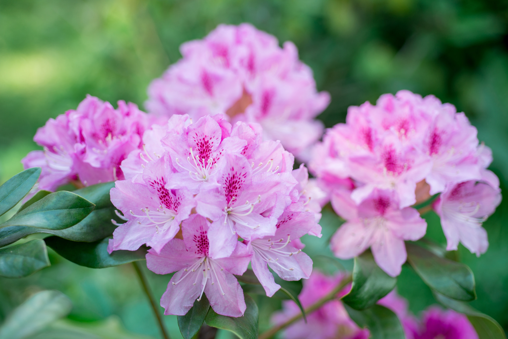 Nikon D800 + Nikon AF Micro-Nikkor 60mm F2.8D sample photo. Flower pink rhododendron photography