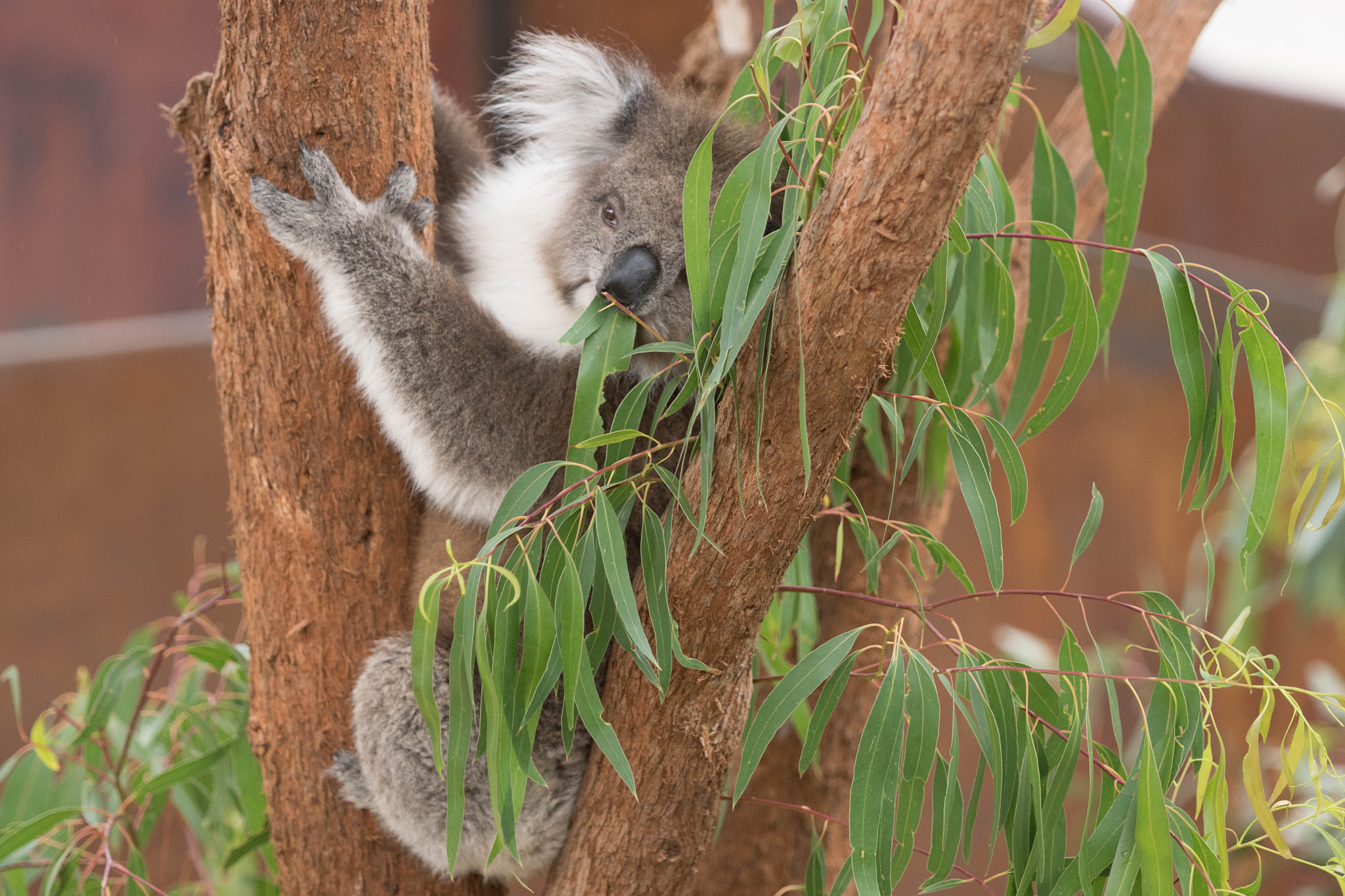 Sony ILCA-77M2 + Minolta/Sony AF 70-200mm F2.8 G sample photo. Koala photography