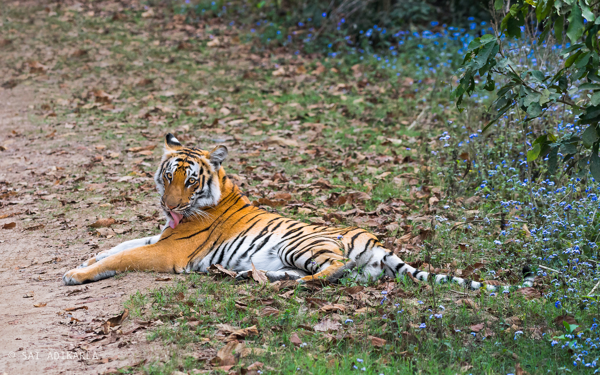 Nikon AF-S Nikkor 200-500mm F5.6E ED VR sample photo. Queen of the grassland photography
