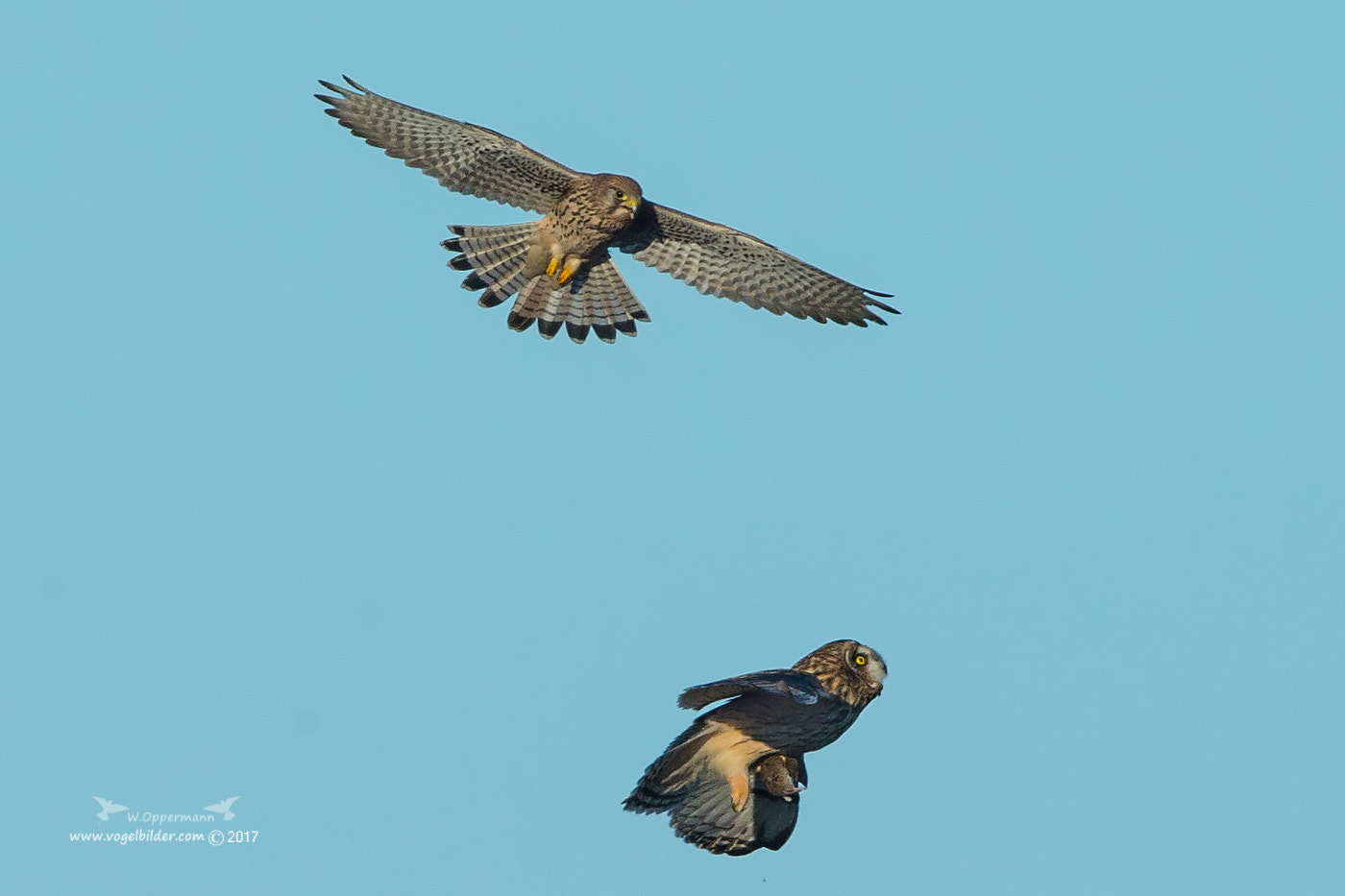 Canon EOS-1D X + Canon EF 600mm F4L IS II USM sample photo. Turmfalke vs. sumpfohreule photography