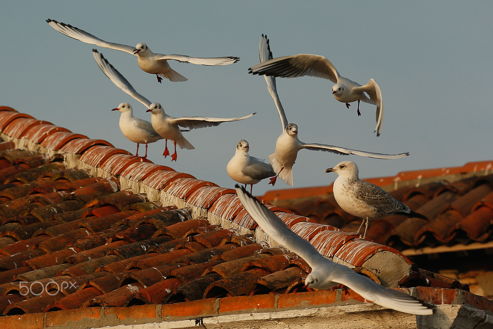 Canon EOS-1D X + Canon EF 400mm F2.8L IS USM sample photo. Roof alla venezia photography