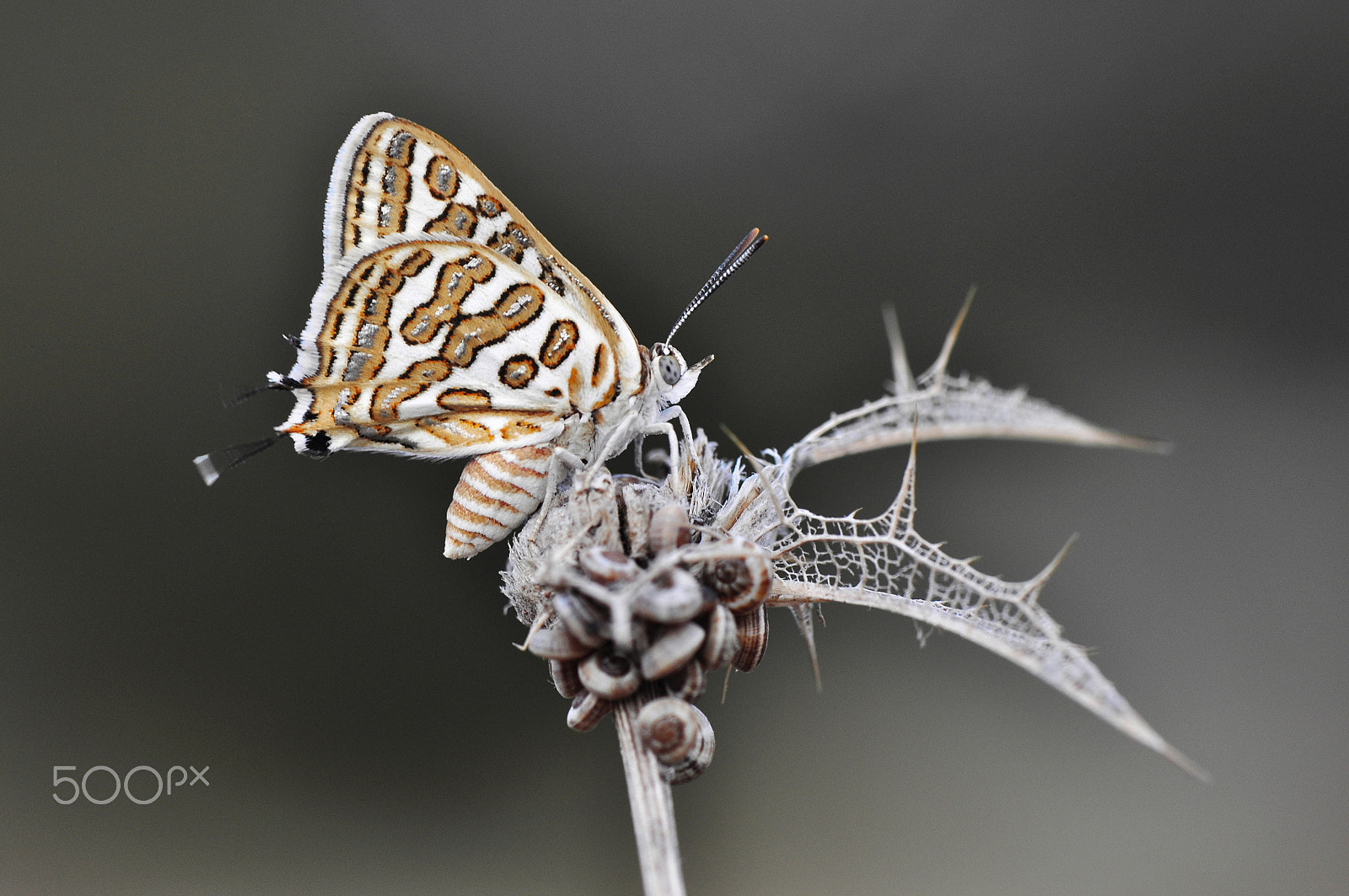 Nikon AF-S Micro-Nikkor 105mm F2.8G IF-ED VR sample photo. Levantine leopard-cigaritis acamas photography