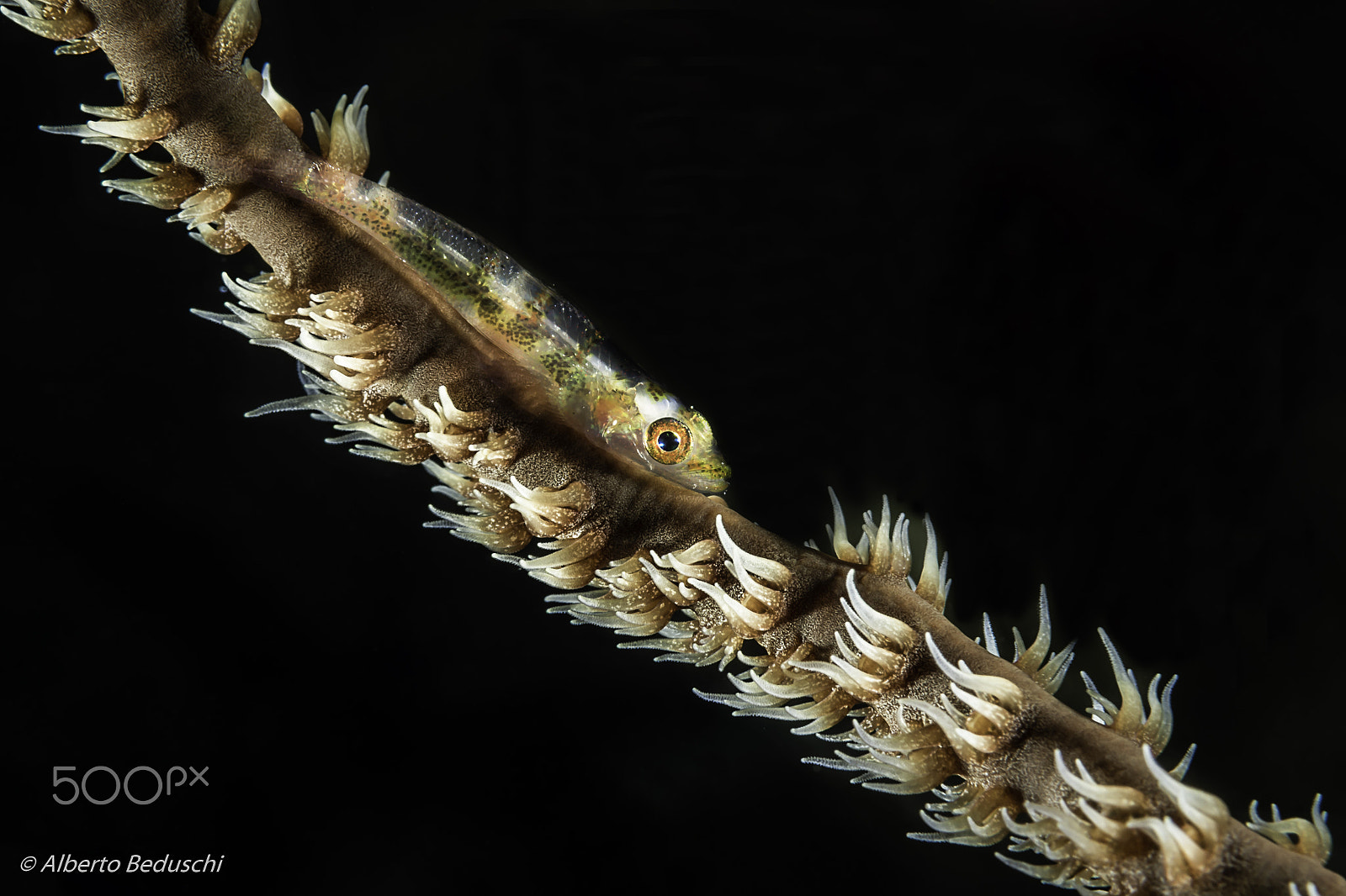 Nikon AF-S Micro-Nikkor 60mm F2.8G ED sample photo. Dahab underwater.. photography