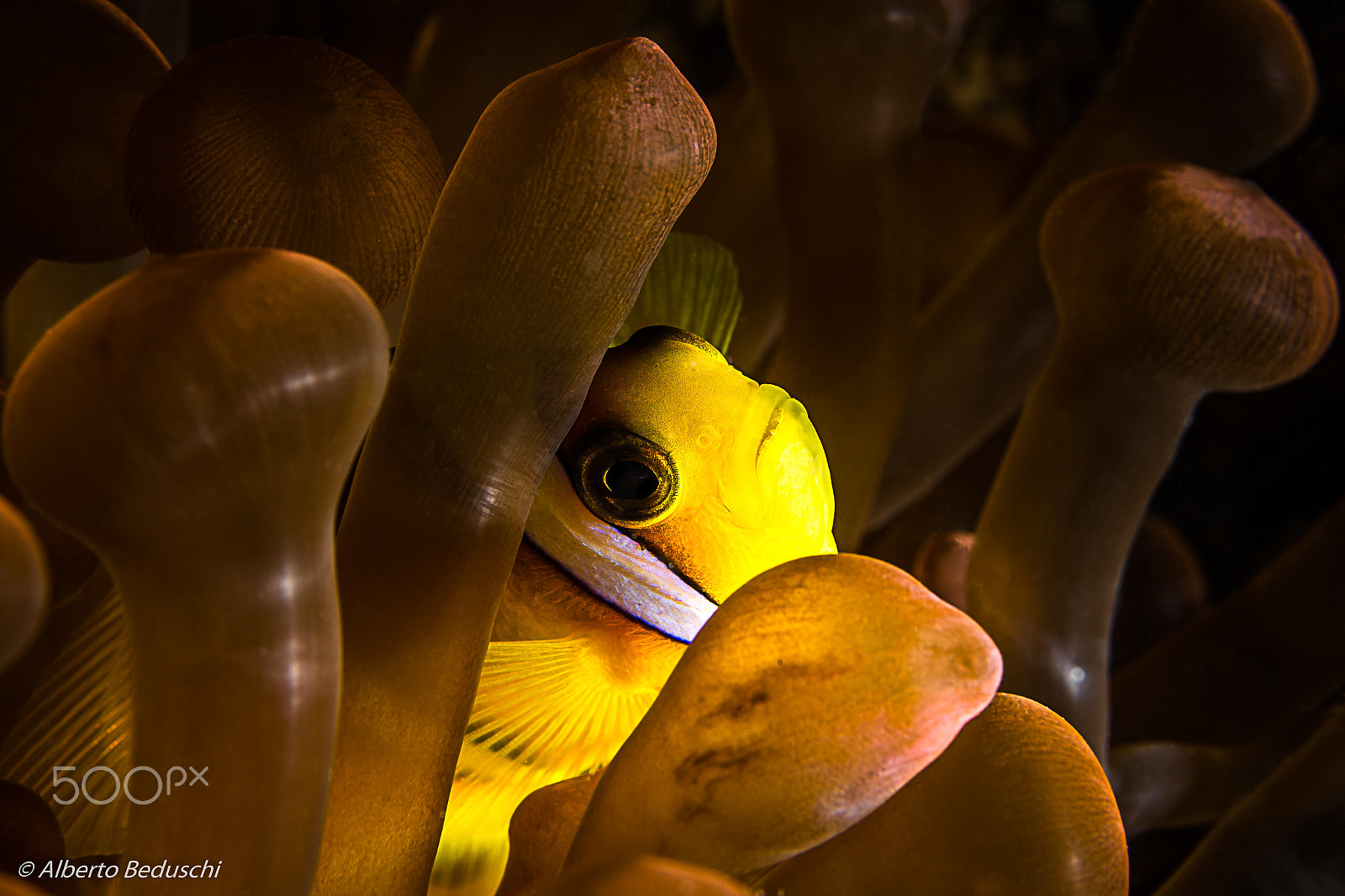 Nikon AF-S Micro-Nikkor 60mm F2.8G ED sample photo. Dahab underwater.. photography