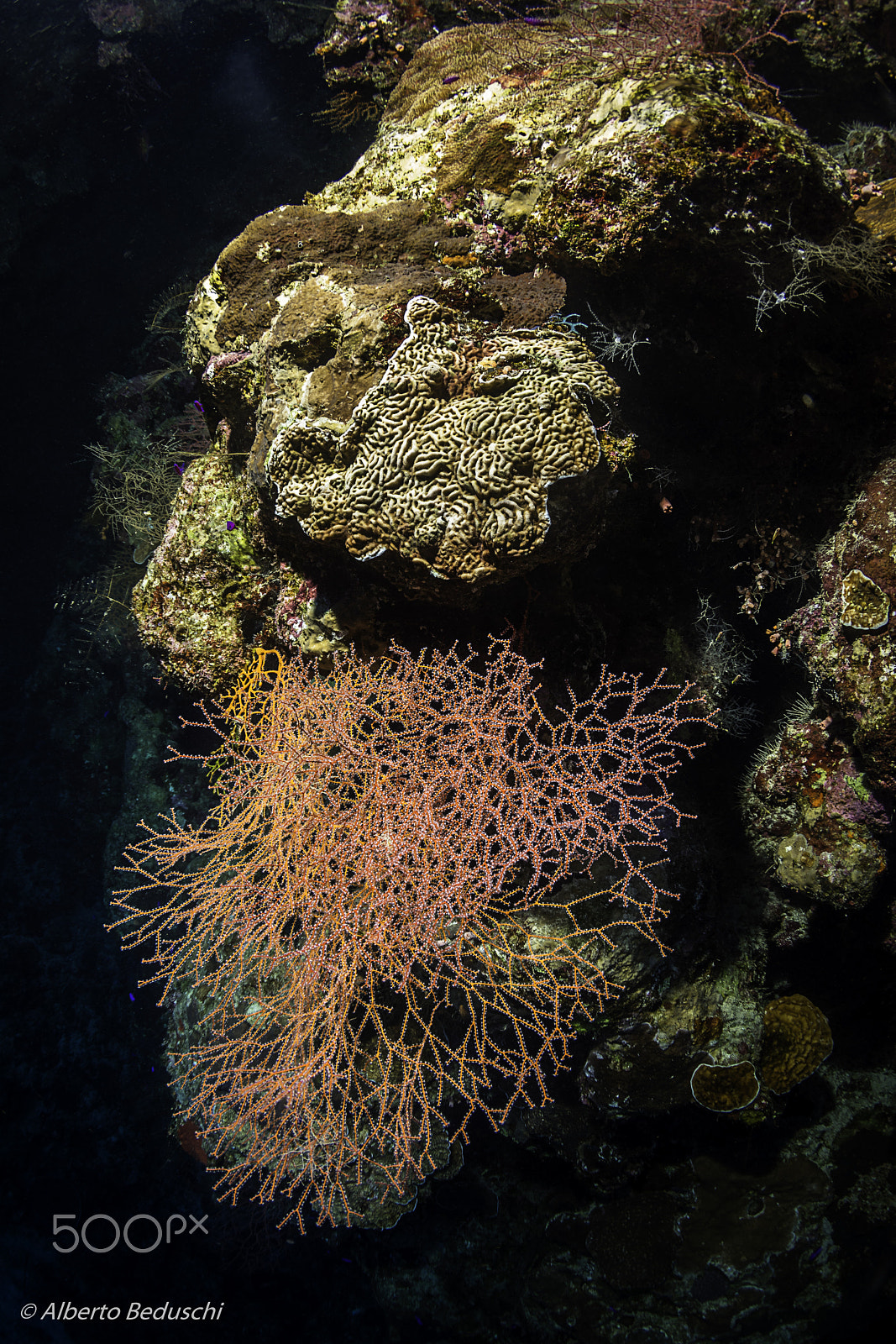 Tokina AT-X 10-17mm F3.5-4.5 DX Fisheye sample photo. Dahab underwater.. photography