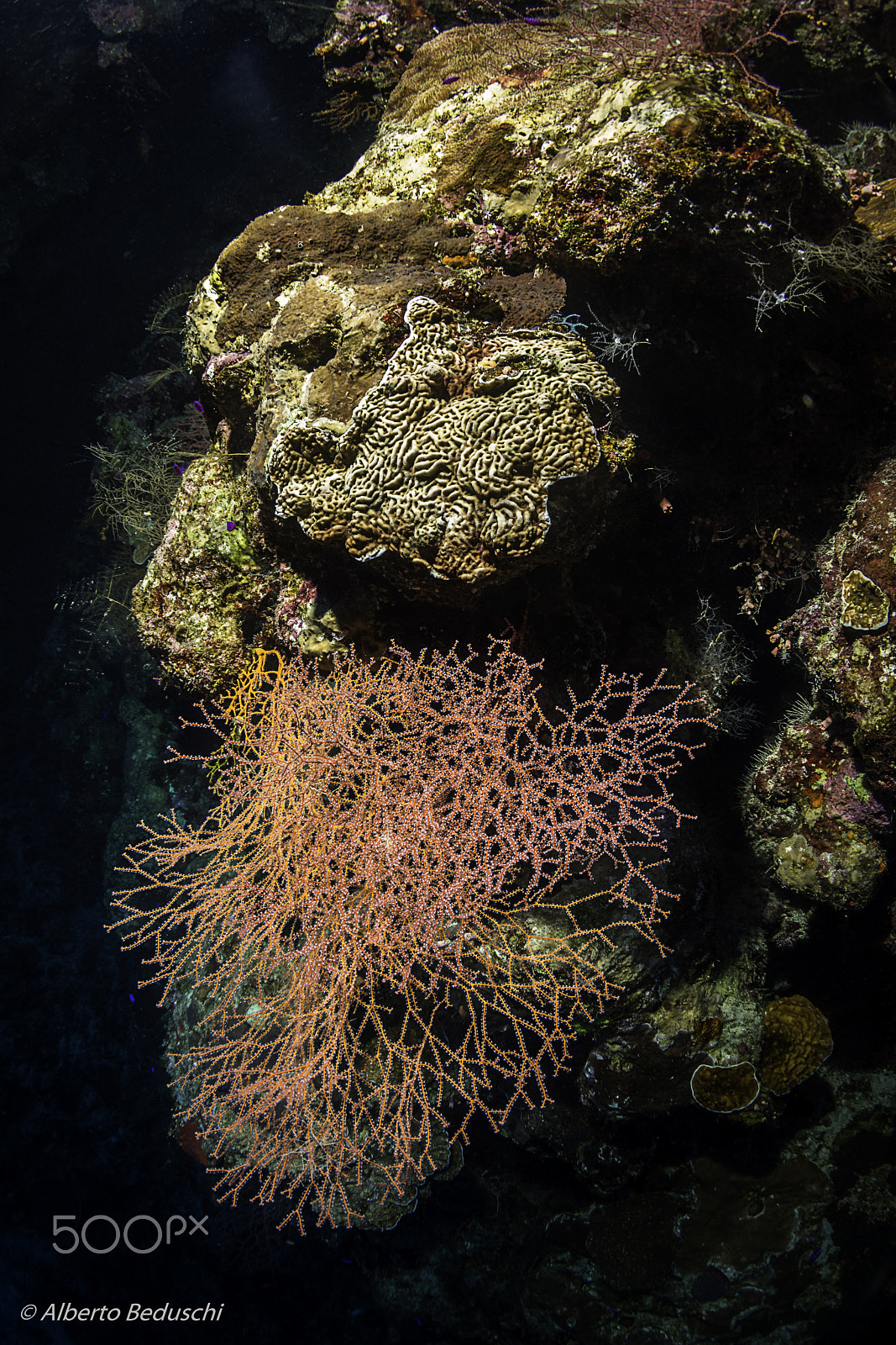 Nikon D7200 sample photo. Dahab underwater.. photography