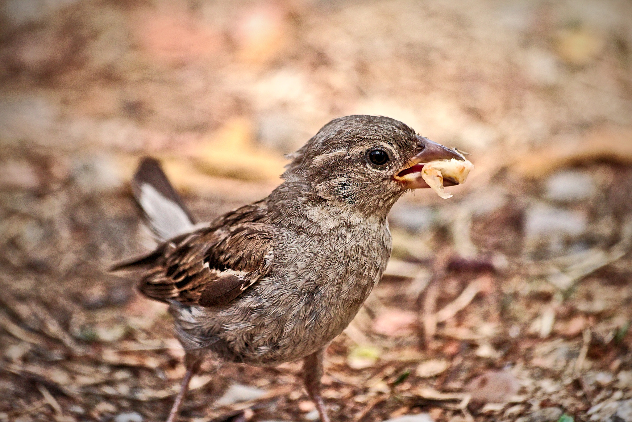 Sigma 70-300mm F4-5.6 APO DG Macro sample photo. Sparrow. jack sparrow! photography