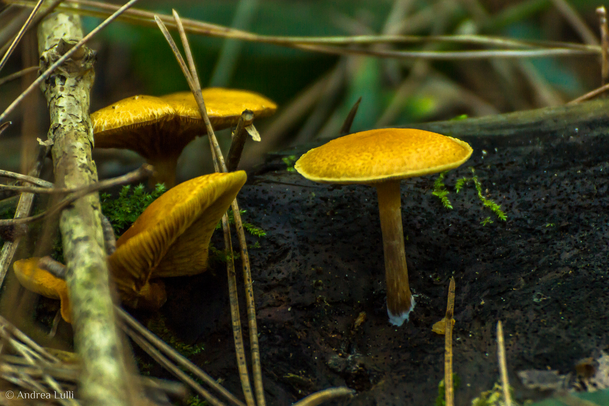 Canon EOS 550D (EOS Rebel T2i / EOS Kiss X4) + Tamron SP 35mm F1.8 Di VC USD sample photo. Yellow mushroom photography