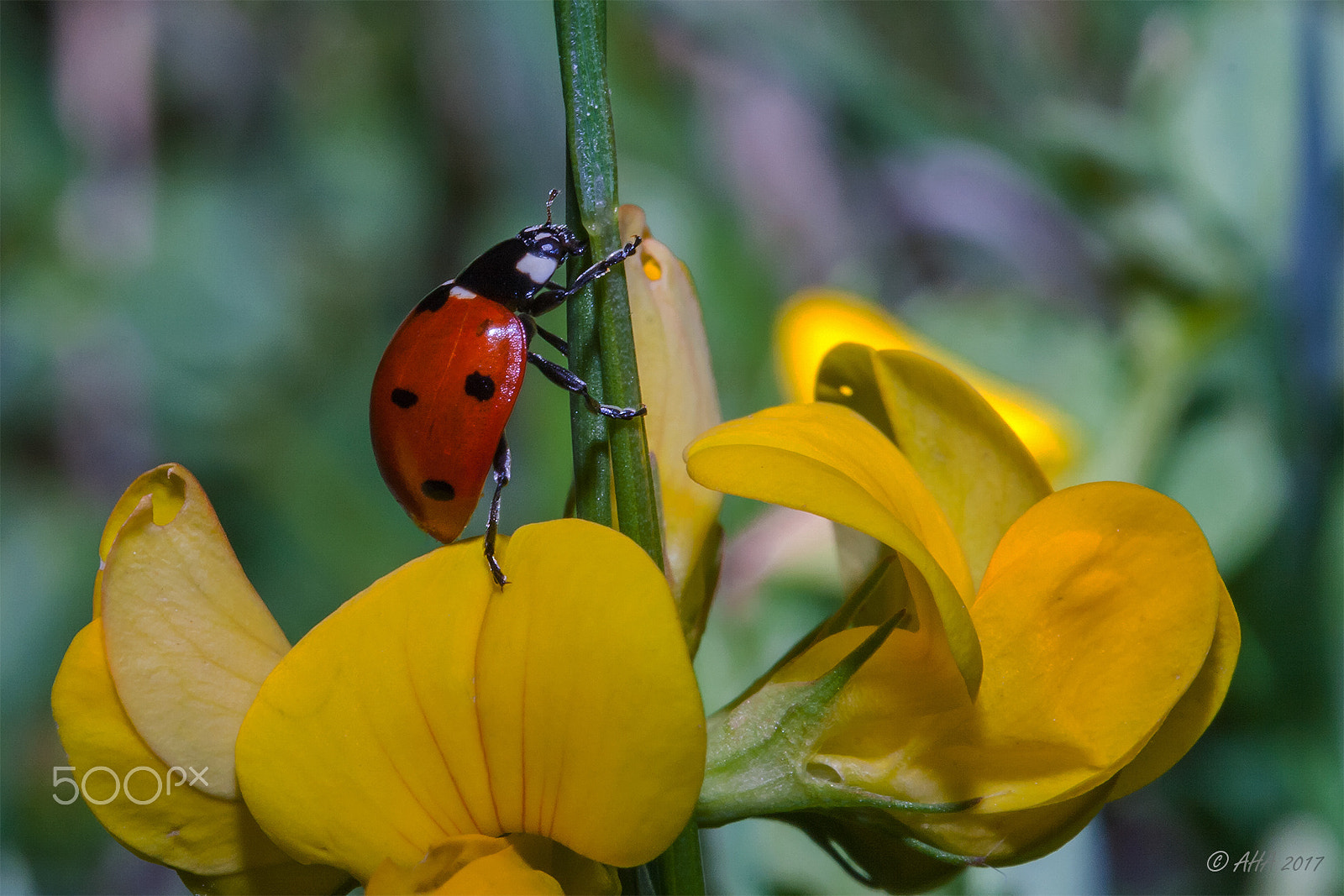 Canon EF-S 60mm F2.8 Macro USM sample photo. Let's start climbing up! photography