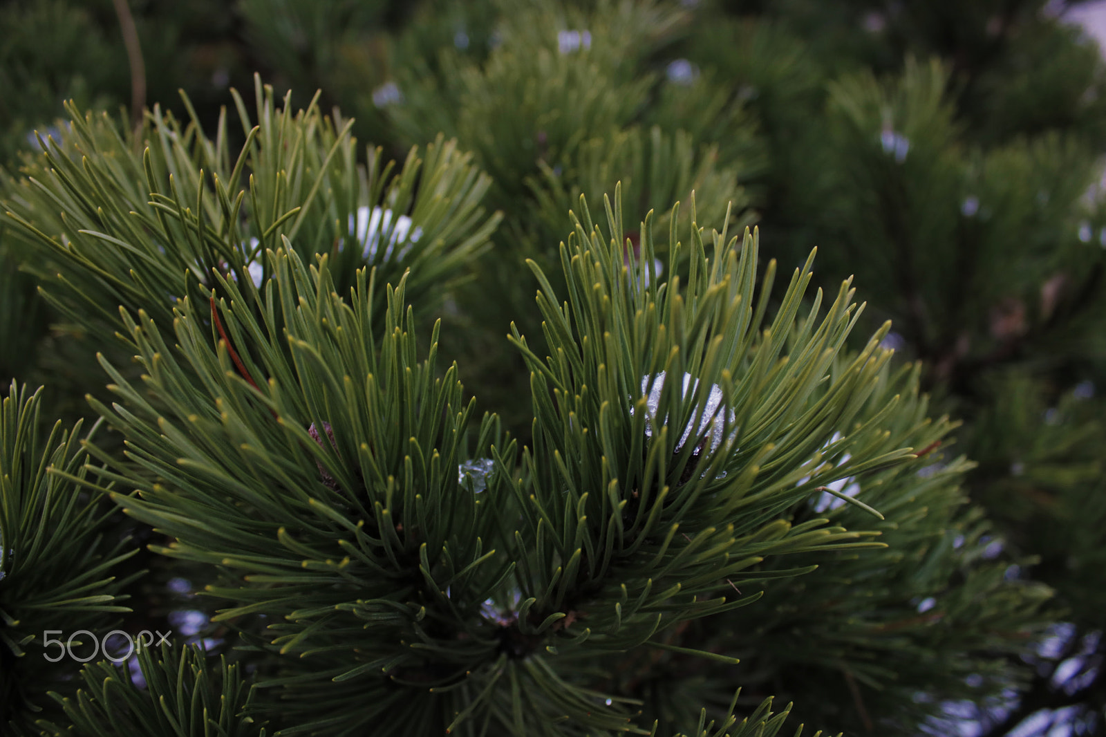 Canon EOS 760D (EOS Rebel T6s / EOS 8000D) sample photo. Plant in the winter photography