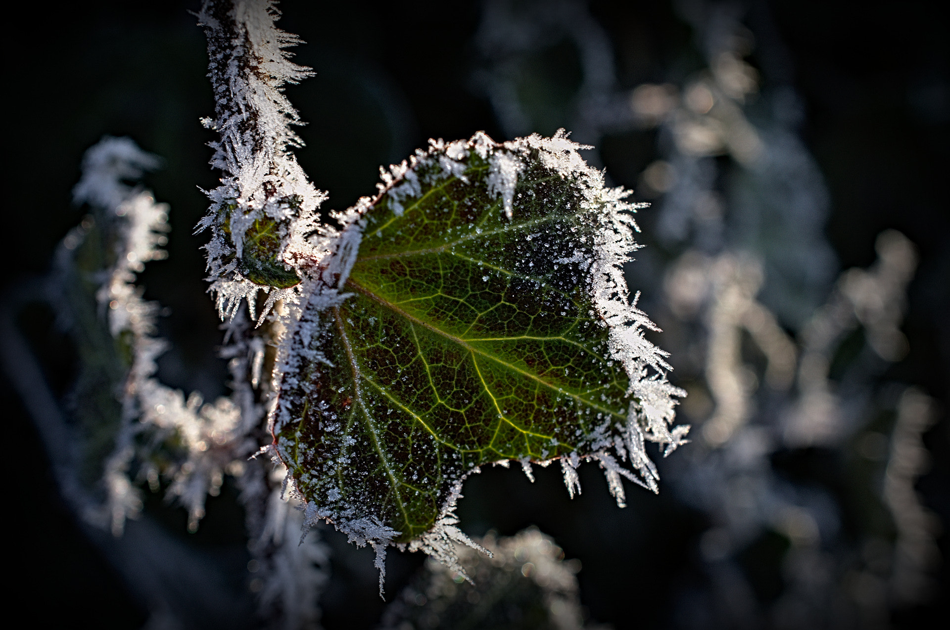Nikon D5100 sample photo. Ivy in winter photography