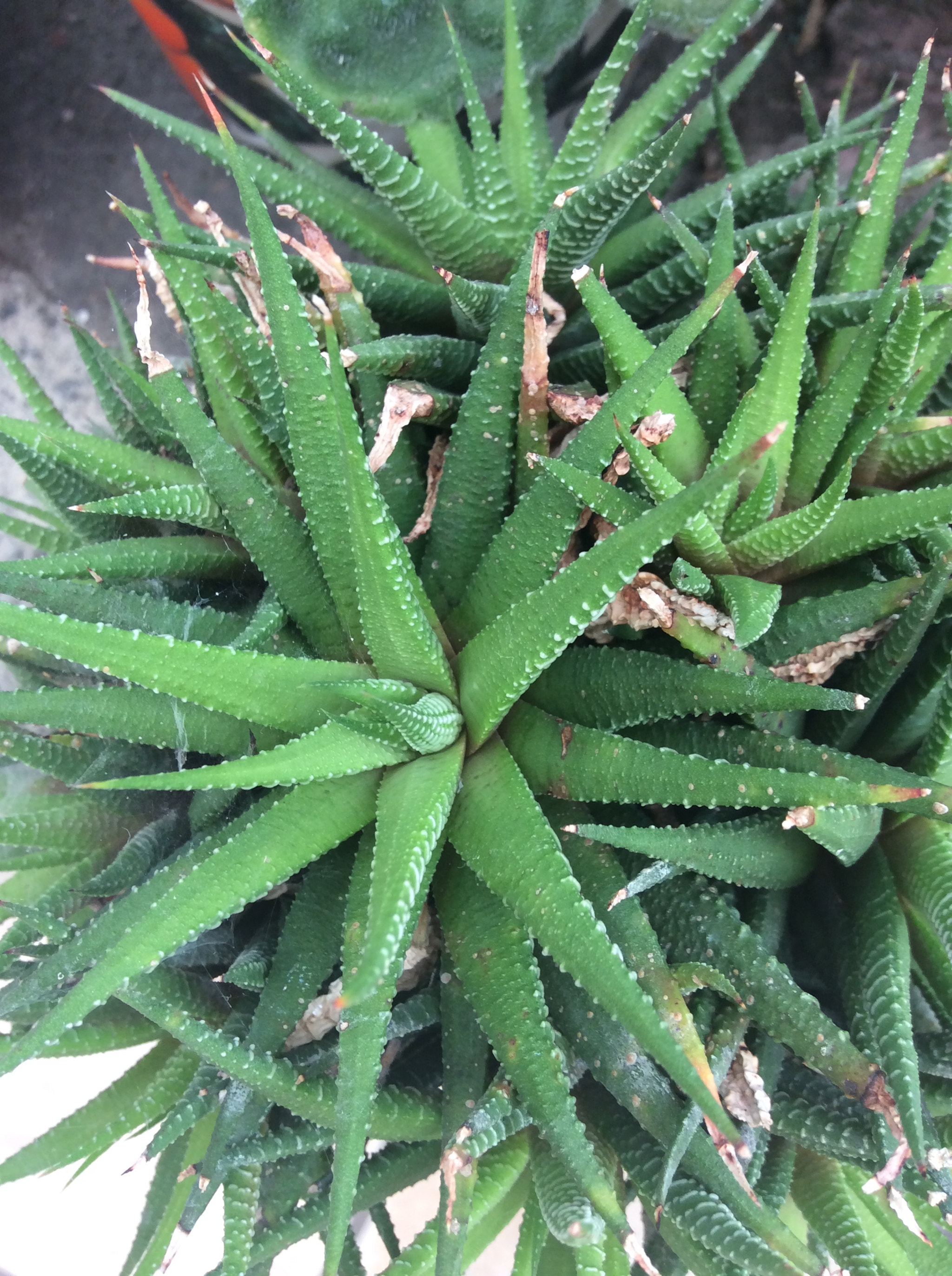 Apple iPad mini 3 sample photo