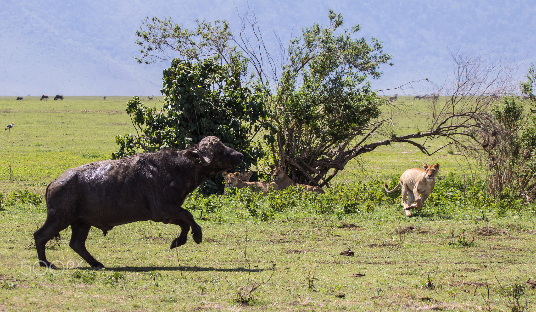 Lionesses vs Cape Buffalo