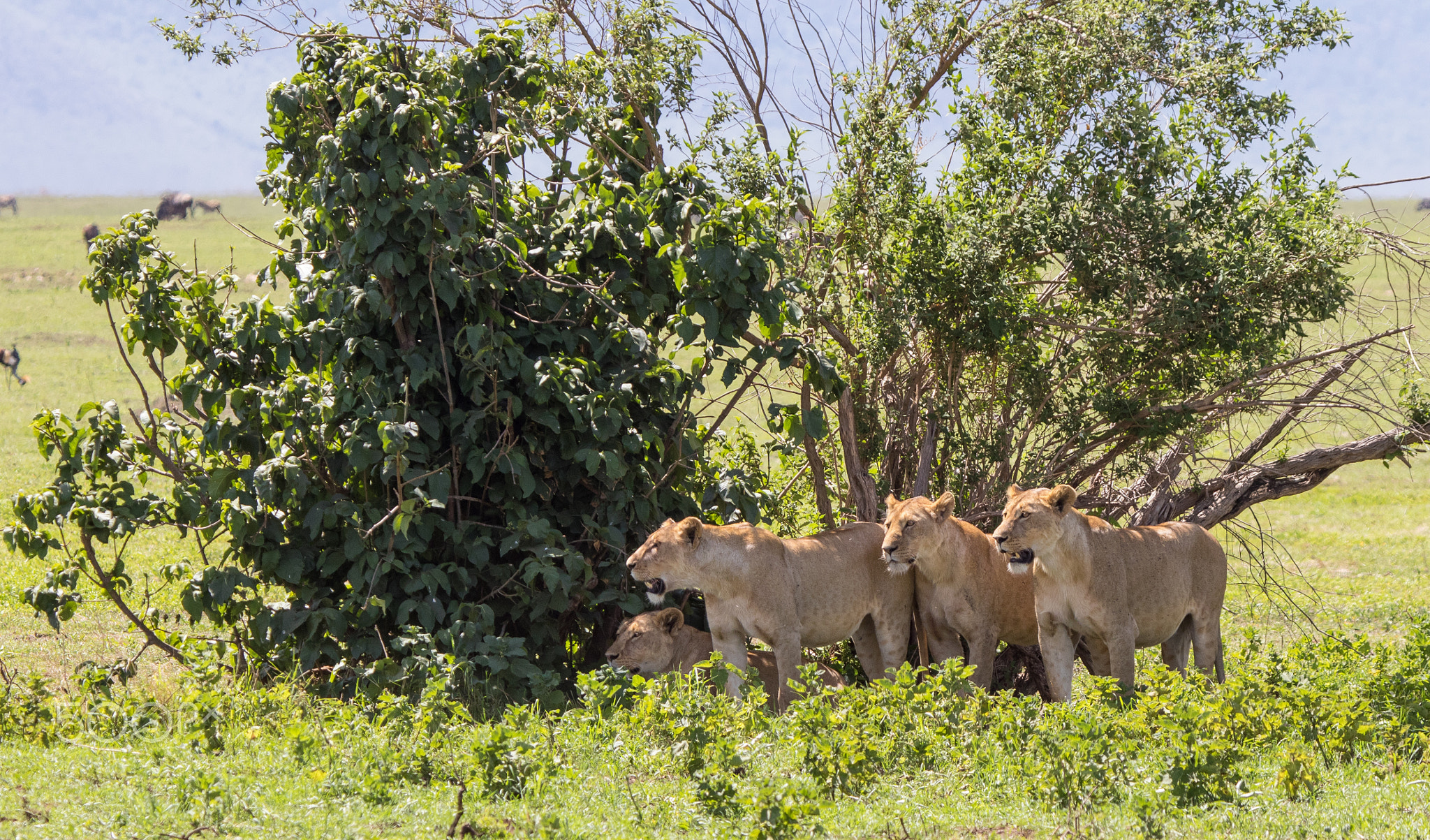 Lionesses vs Cape Buffalo