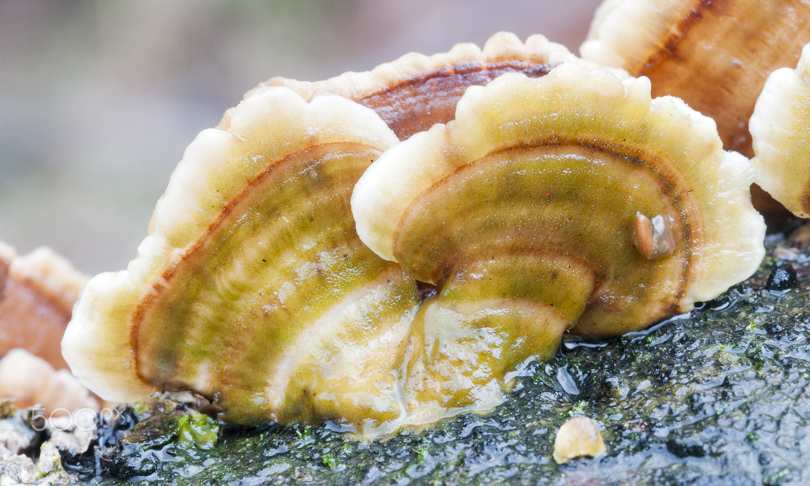Nikon AF-S Micro-Nikkor 105mm F2.8G IF-ED VR sample photo. Trametes versicolor photography