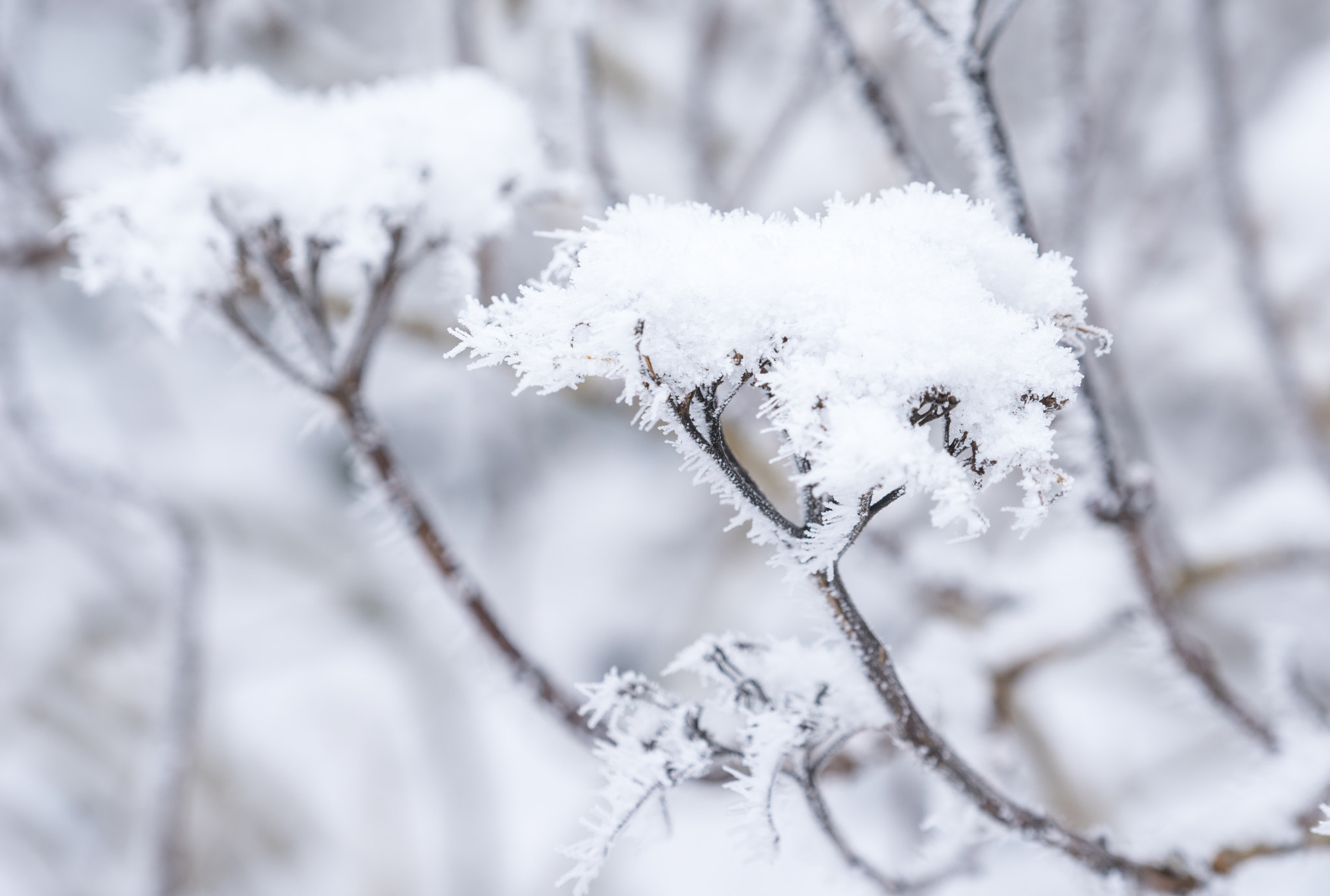 Sony a7R + Sony FE 70-200mm F4 G OSS sample photo. Frozen hydrangea photography